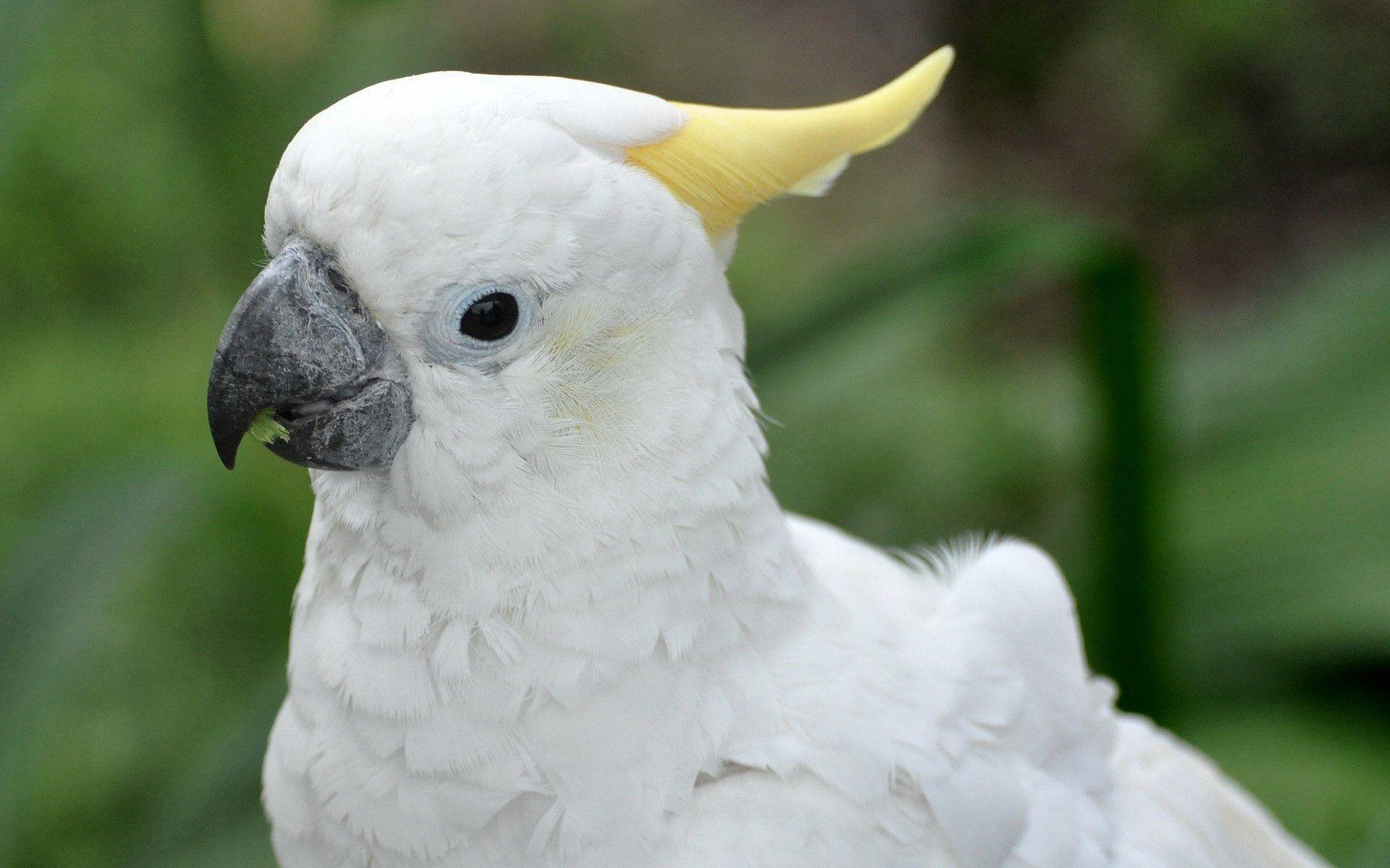 Sulphur Crested Cockatoo Full HD Wallpaper