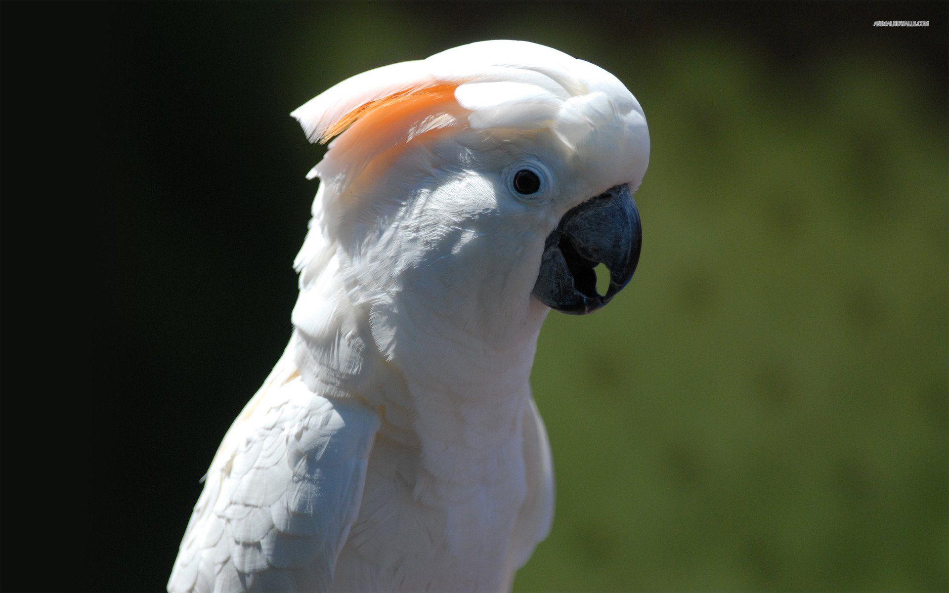 White Cockatoo 242077