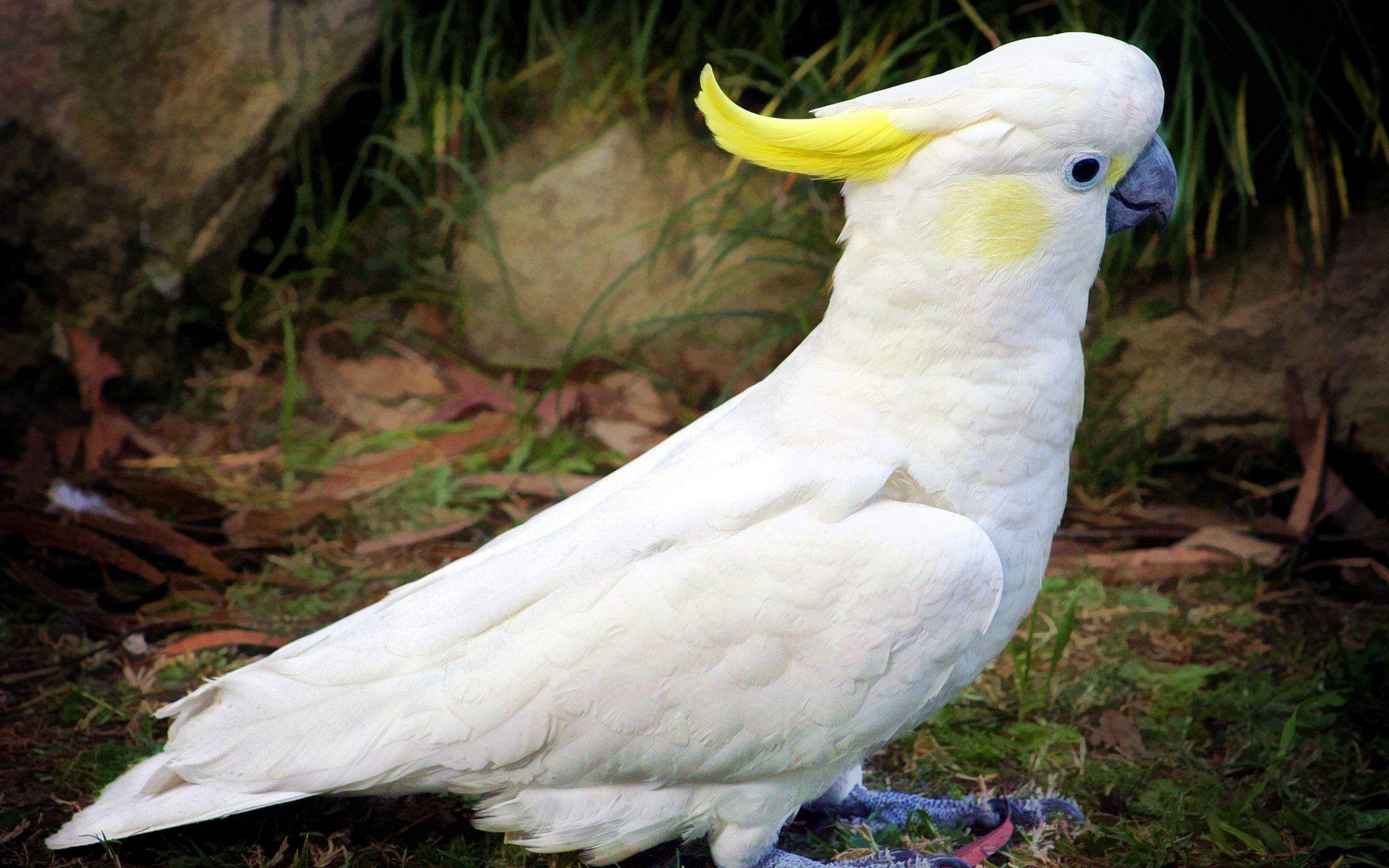 Cockatoo Wallpapers - Wallpaper Cave