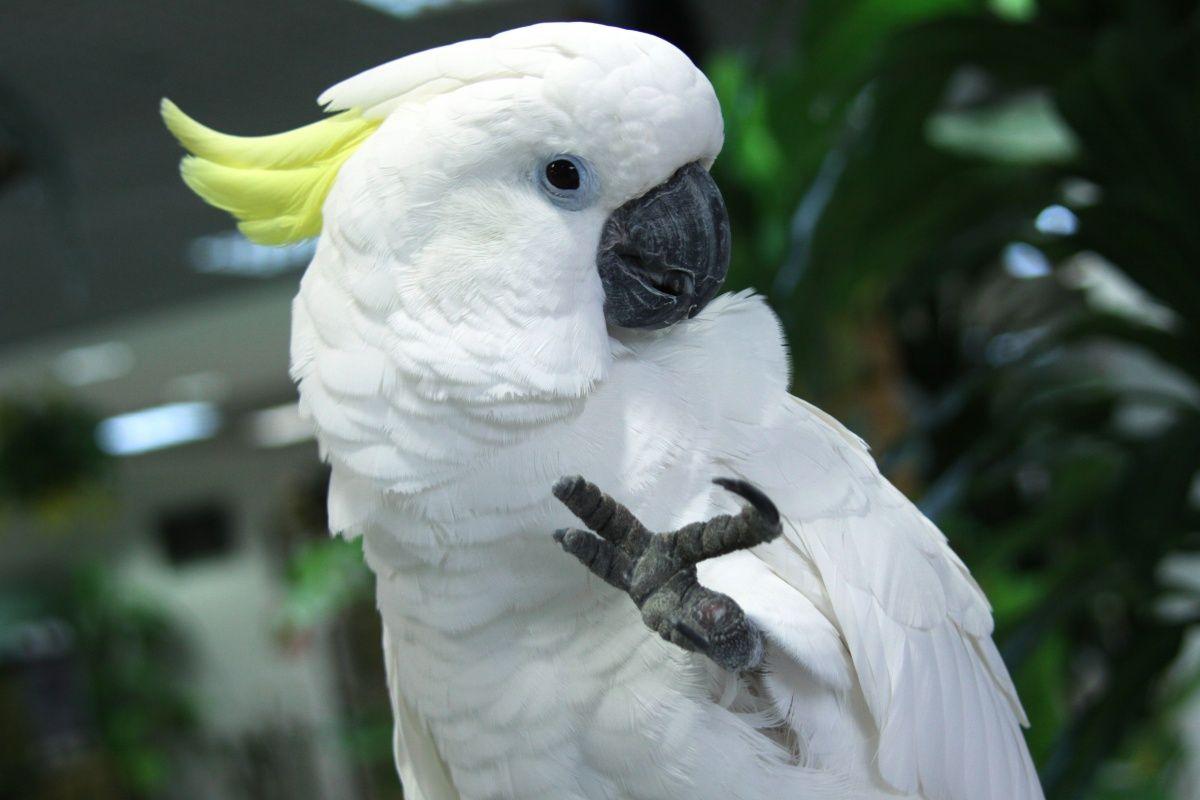 Cockatoo. Bird I want