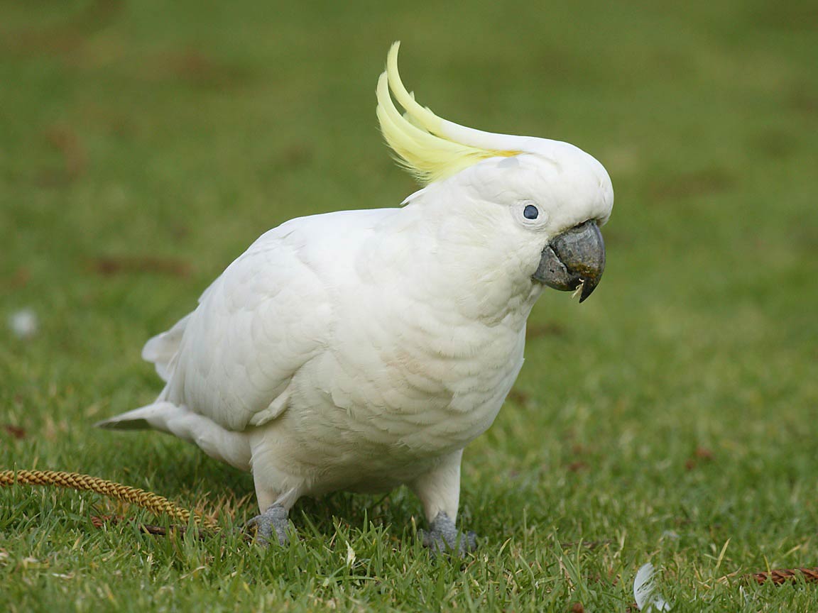 Cockatoo Wallpaper and background