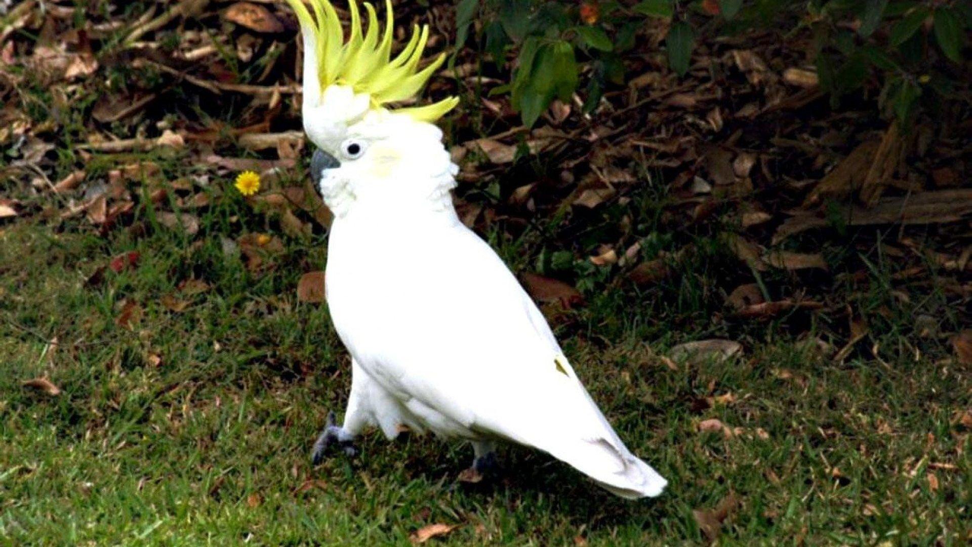 Birds: Bird Parrot Cockatoo Tropical Live Wallpaper Of Love Birds