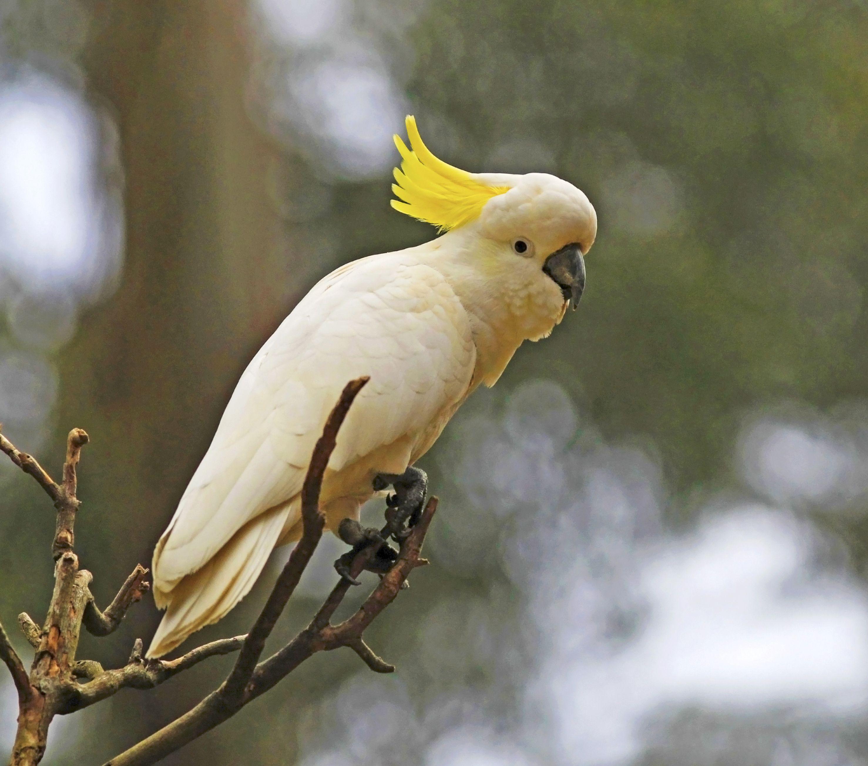 Cockatoo Wallpapers - Wallpaper Cave