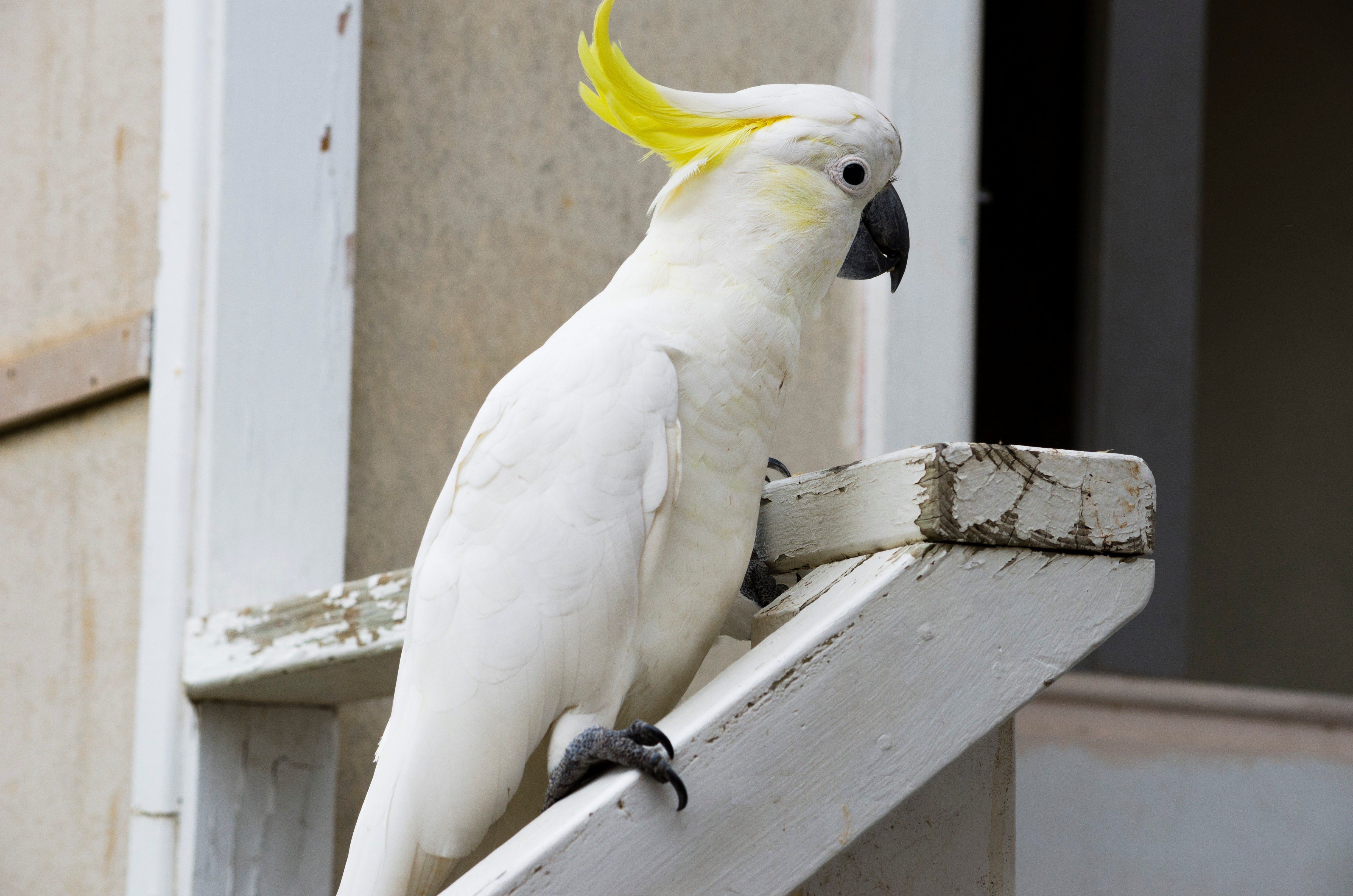 Cockatoo Wallpapers - Wallpaper Cave