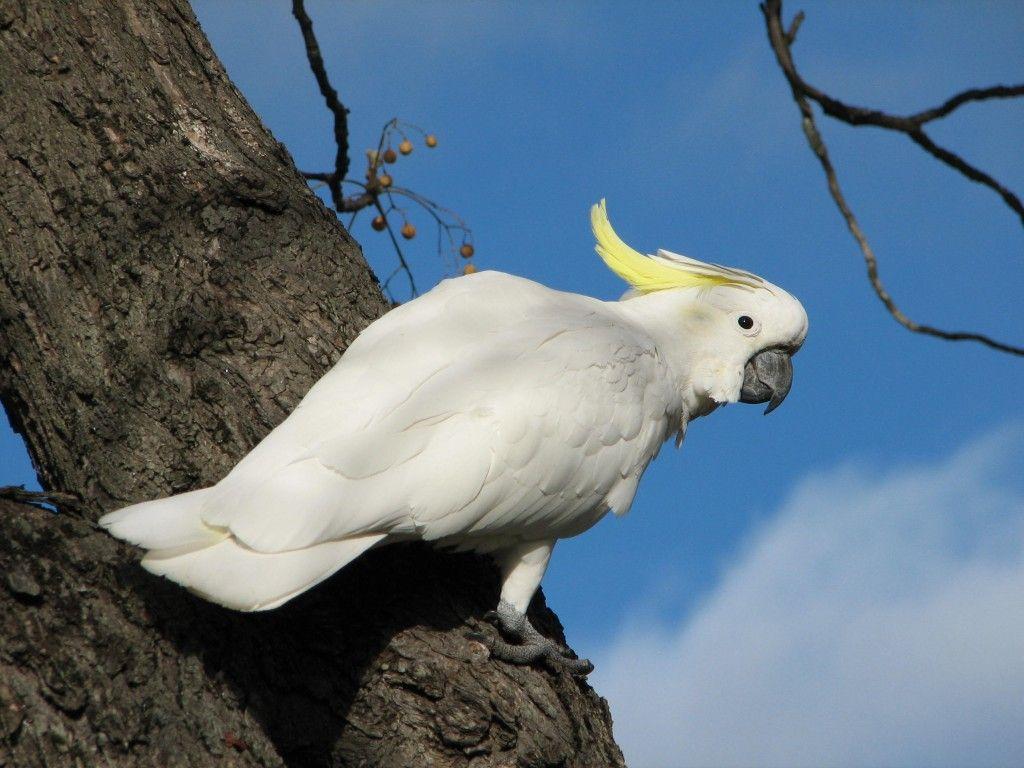 Cockatoo Wallpapers - Wallpaper Cave