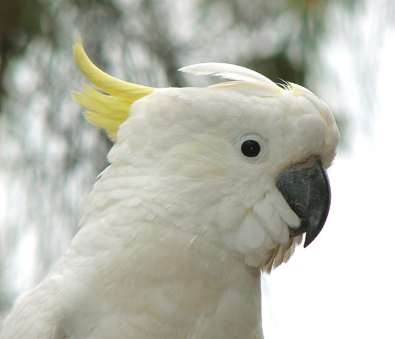 Cockatoo Wallpapers - Wallpaper Cave