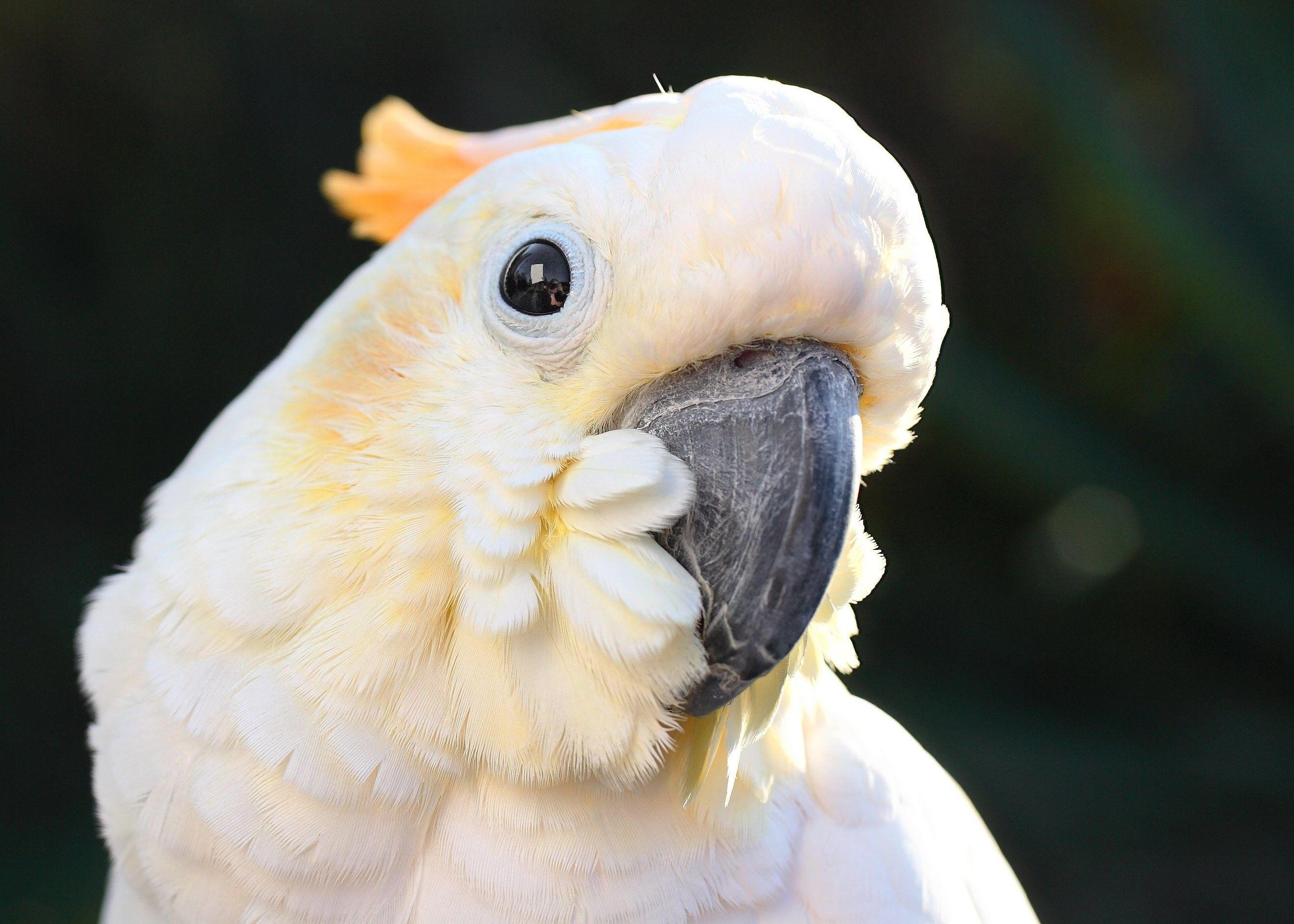 Cockatoo Wallpapers - Wallpaper Cave