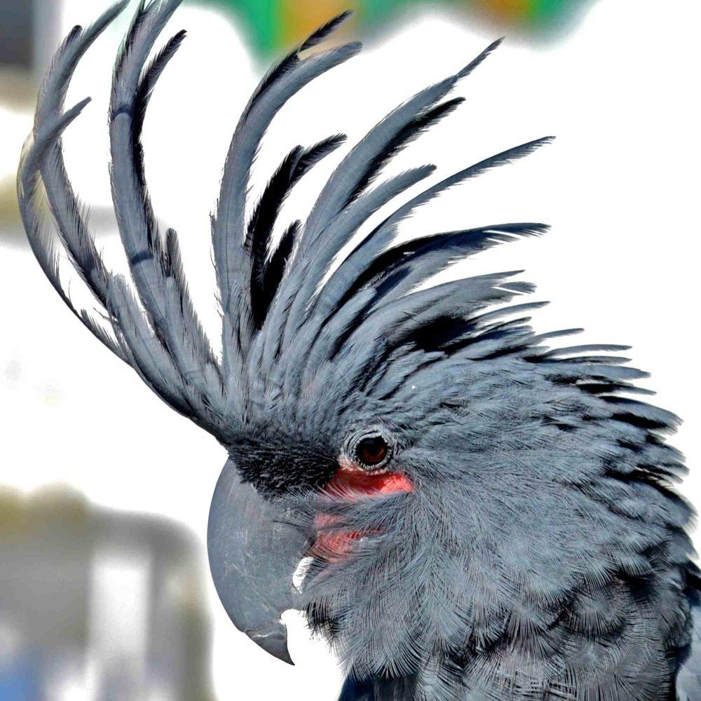 Black Palm Cockatoo Wallpaper, Top Beautiful Black Palm Cockatoo