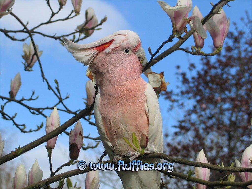 Bird: Magnolia Cockatoo Tree Parrot Flowers Birds In Winter