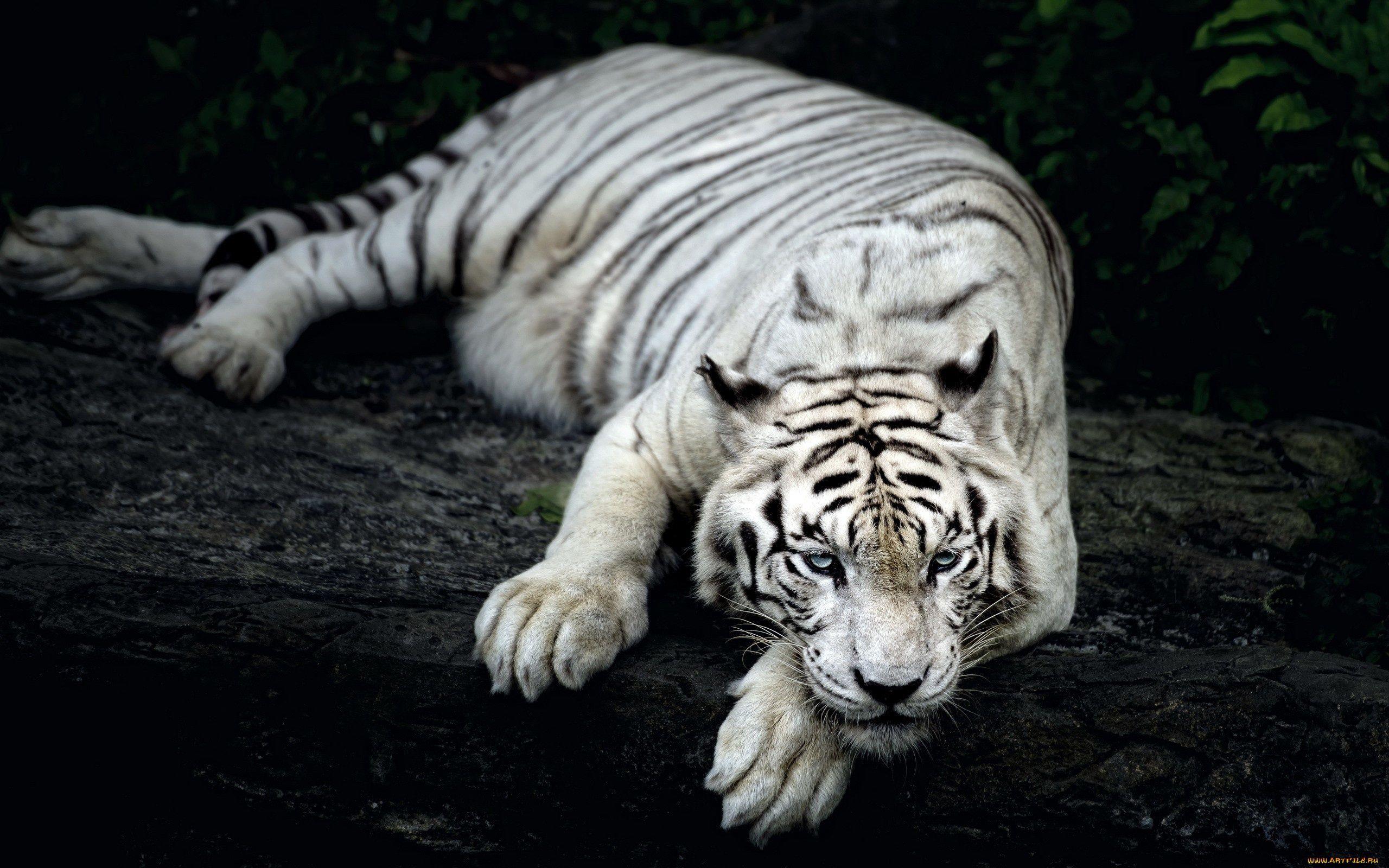 White Tiger Animal Wallpaper in jpg format for free download