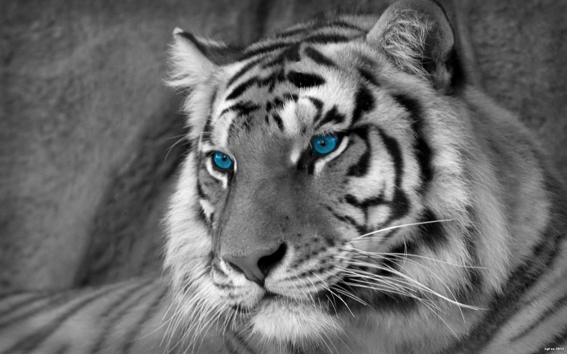 White Tigers Wallpaper