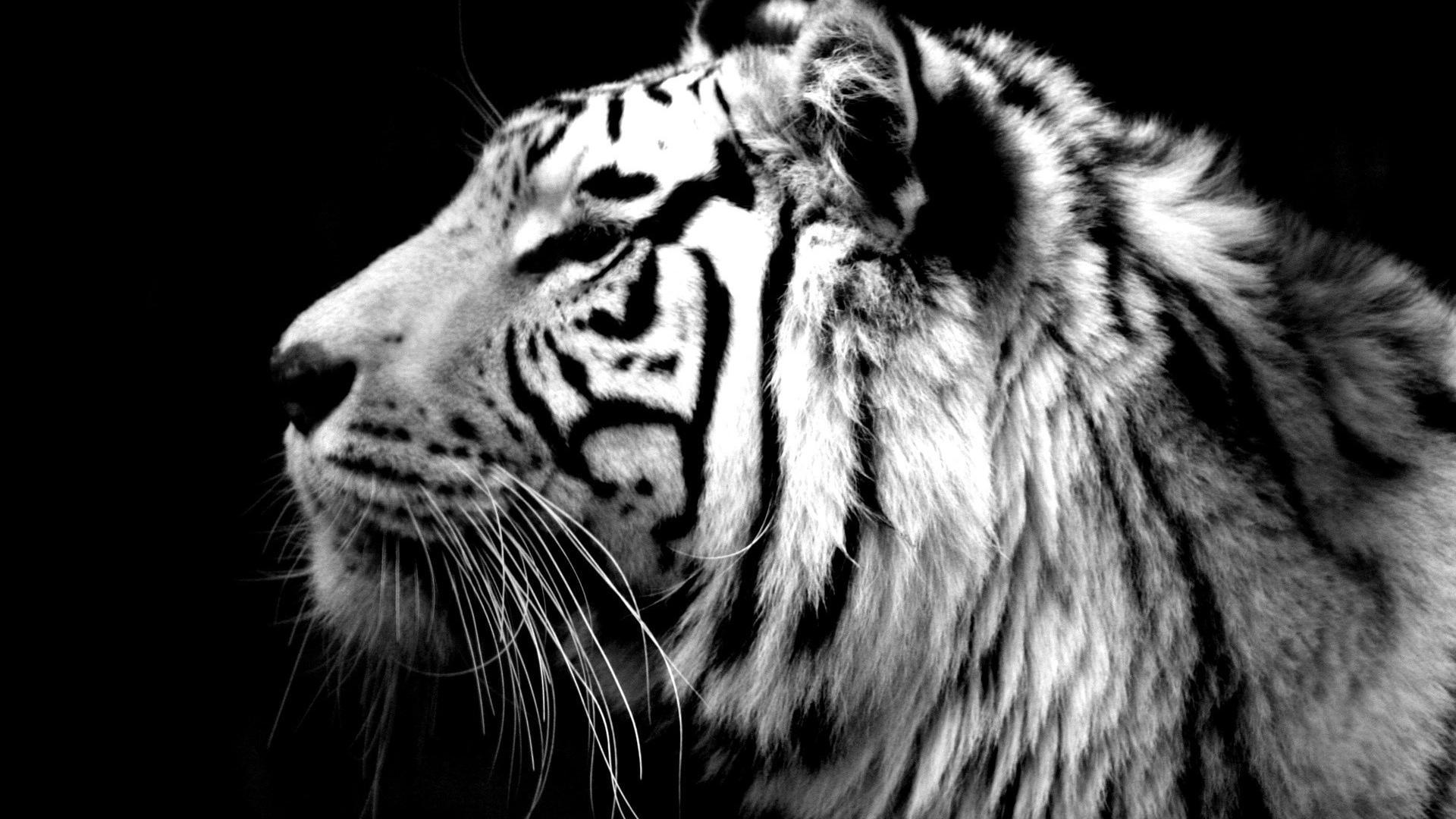 Animals tigers white tiger wallpapers