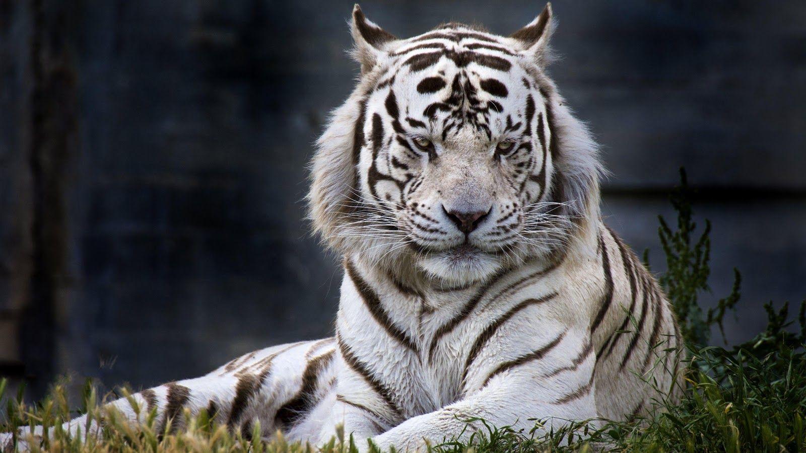 White Siberian Tiger Wallpapers - Wallpaper Cave