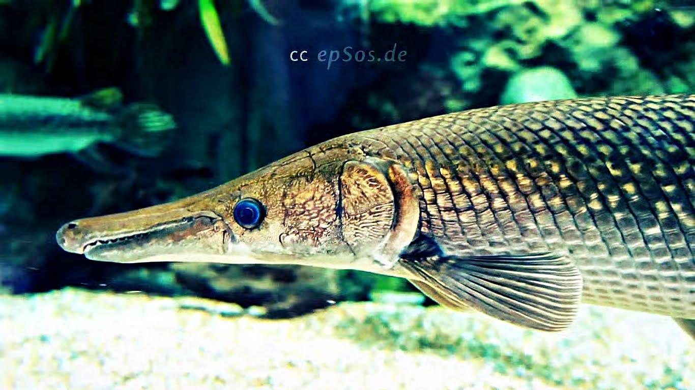 Big Alligator Gar Fish in a Large Aquarium