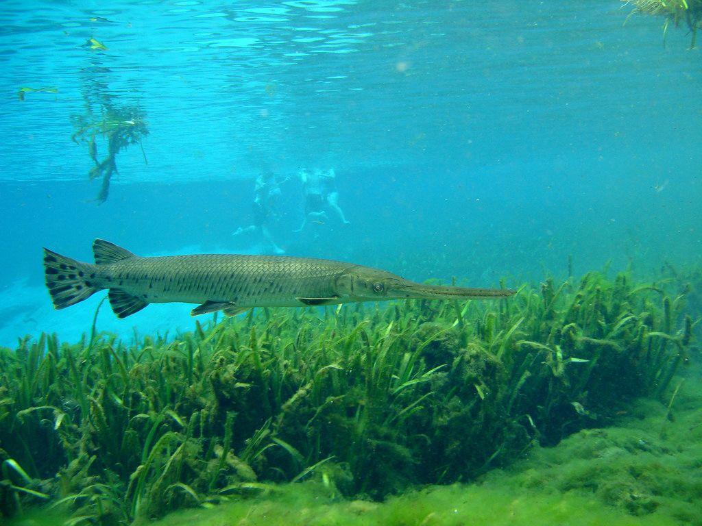 Alligator Gar. Diving Alexander Springs