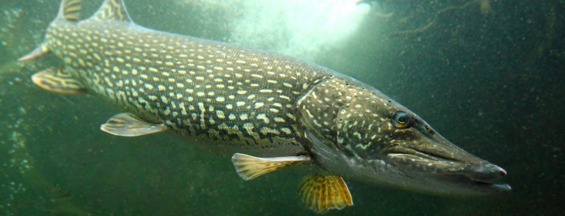 FISHING fish sport water fishes pike underwater wallpaper
