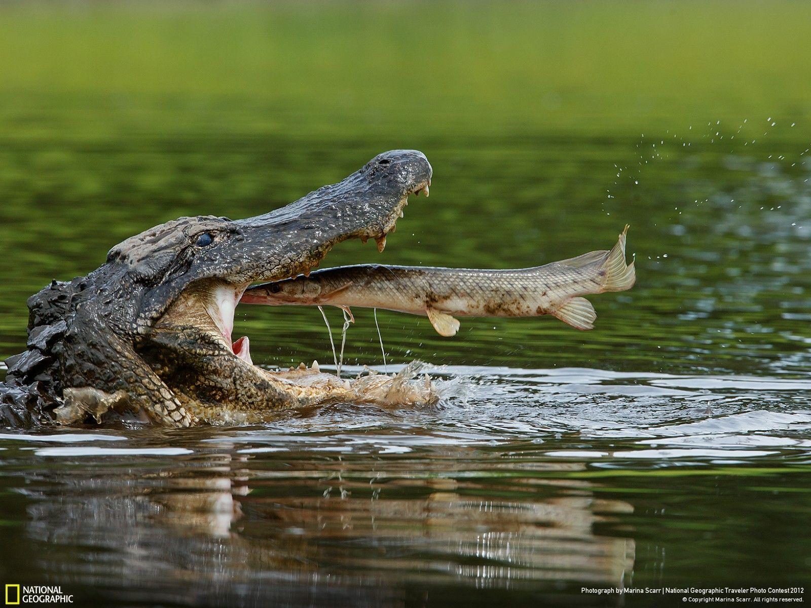 Alligator eating Alligator gar