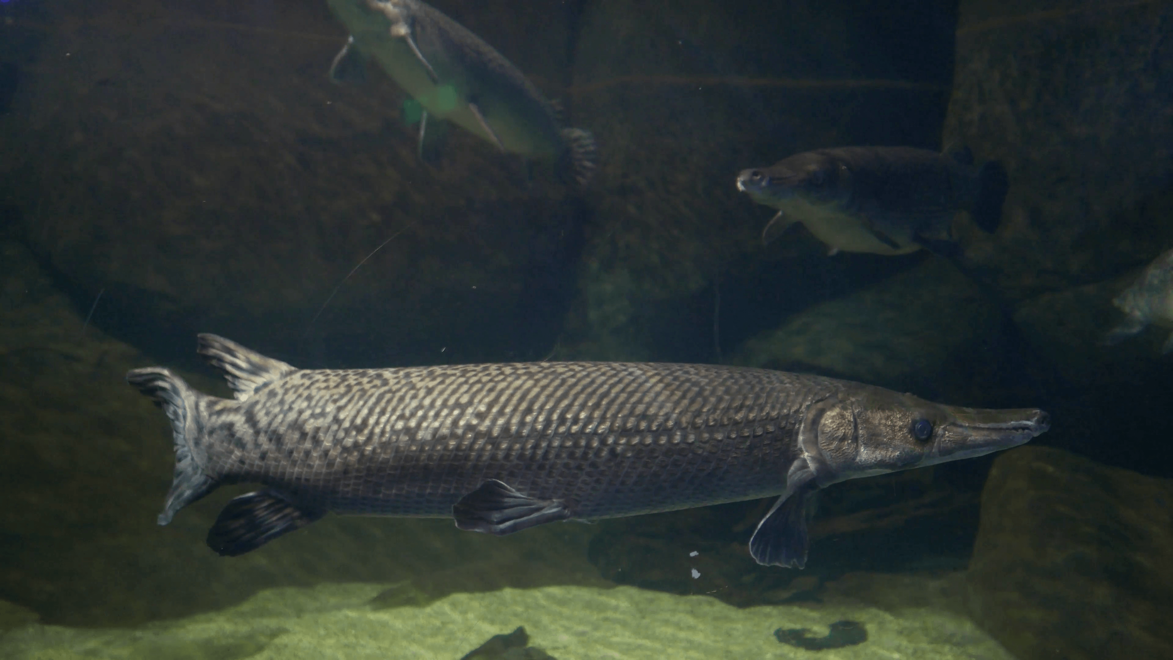 Alligator Gar (Atractosteus Spatula), The Ray Finned Euryhaline