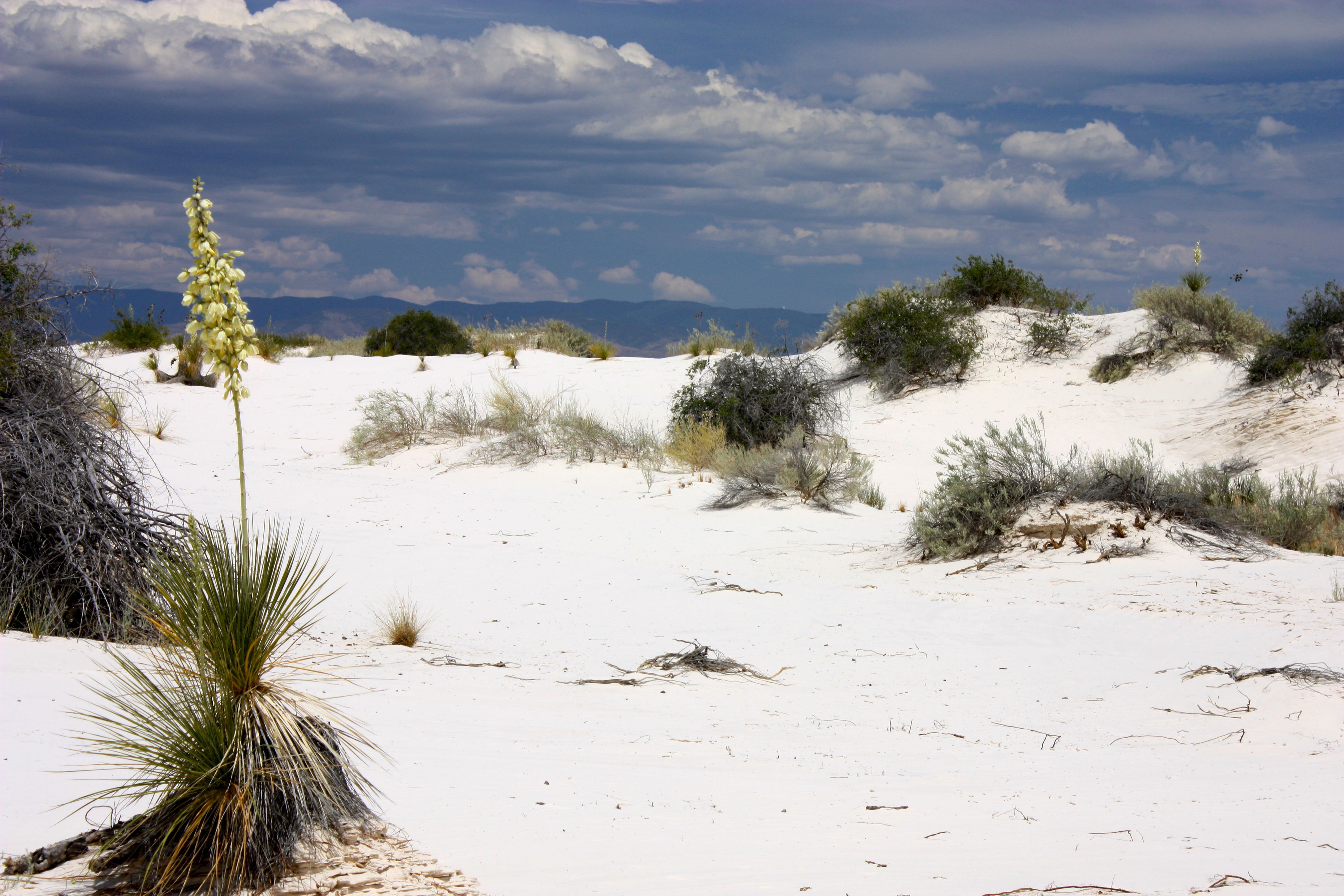 Yucca Plant at White Sands National Monument