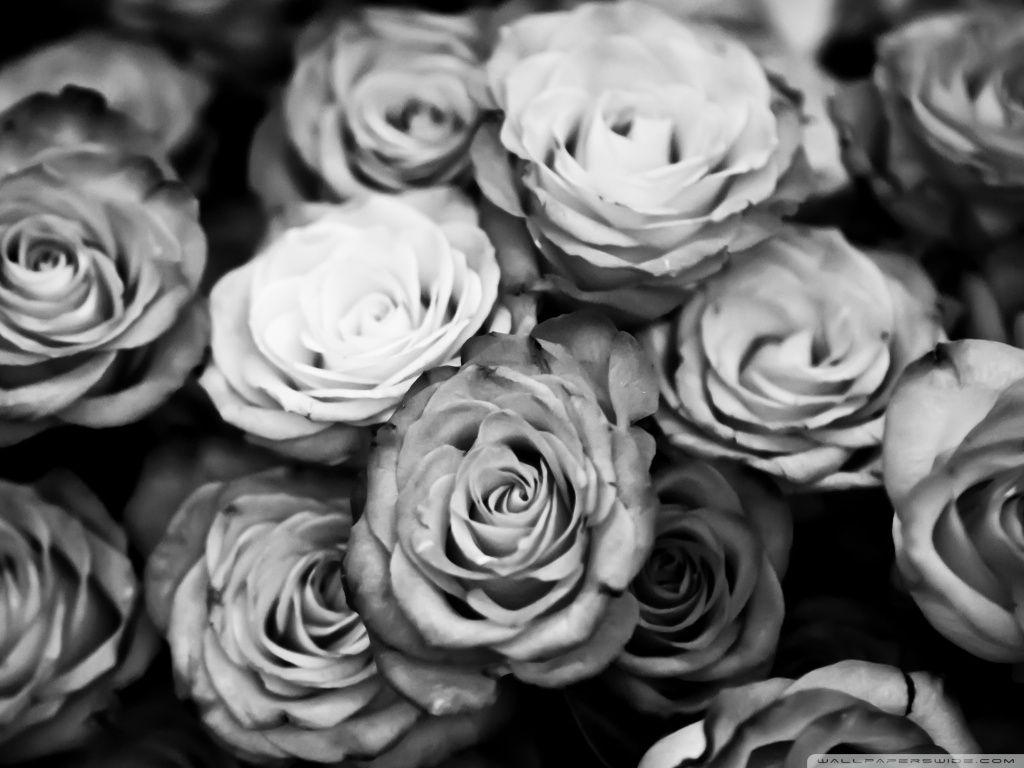 hoontoidly: Roses Tumblr Black And White Image