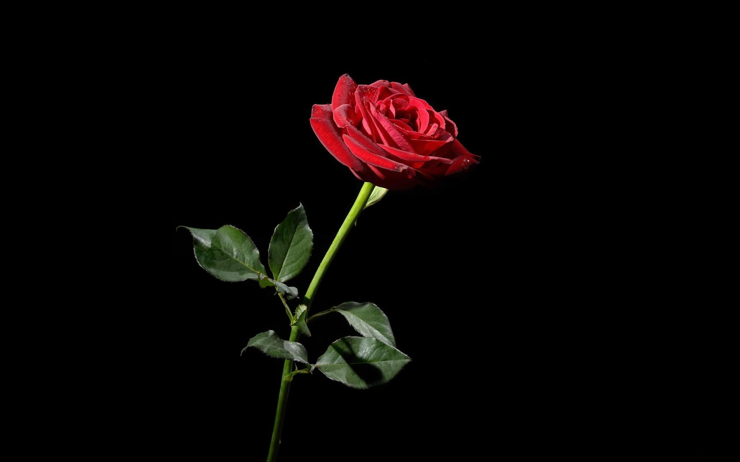 Wallpaper, rose, red, flower, black background 2560x1600