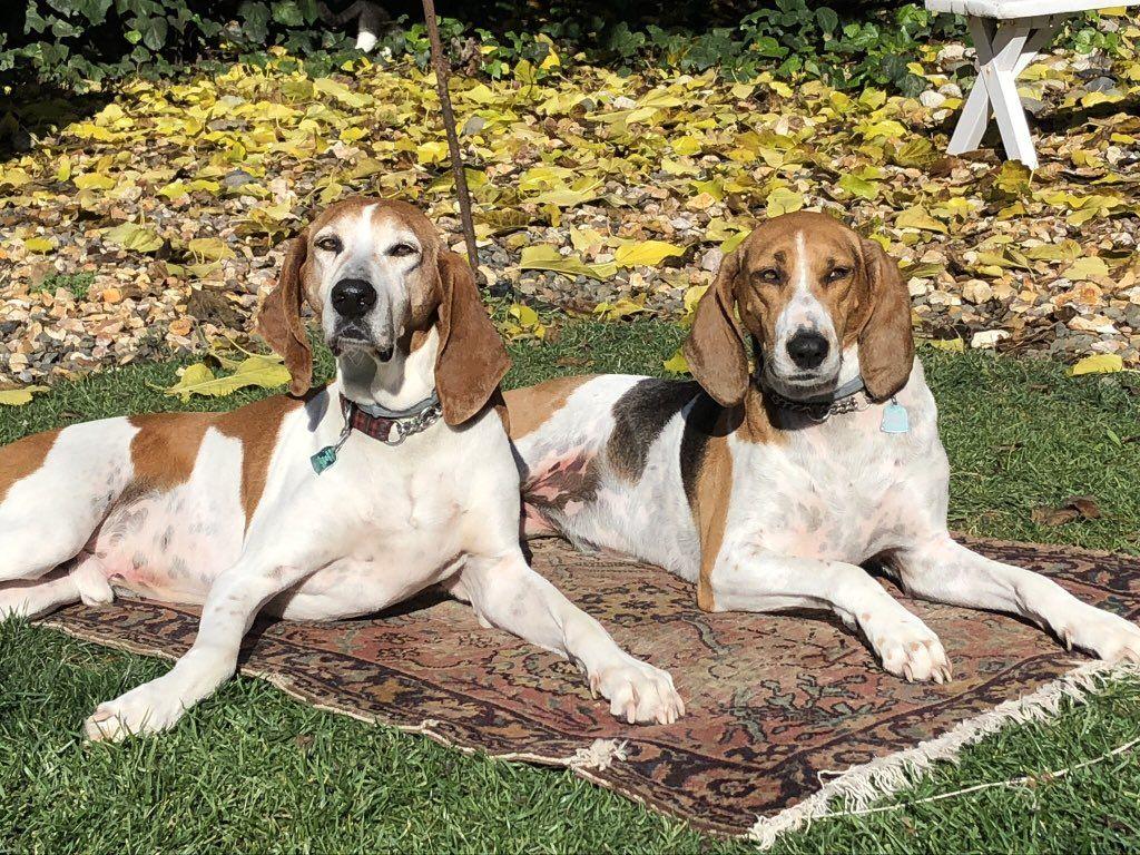 PHOTOS: #PuppiesOn7 in honor of National Puppy Day 2018