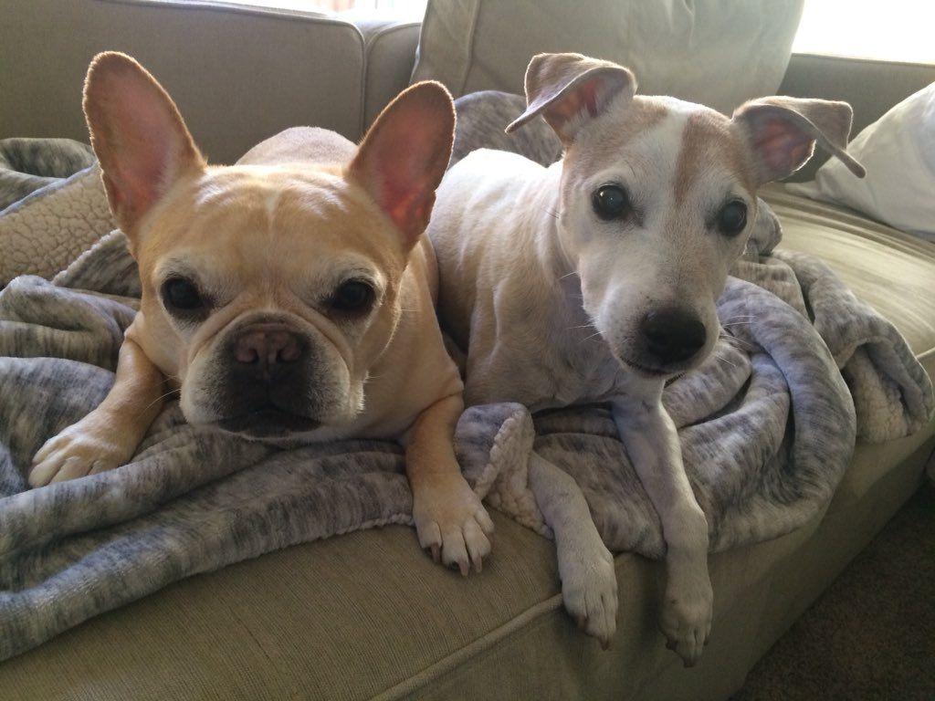PHOTOS: #PuppiesOn7 in honor of National Puppy Day 2018