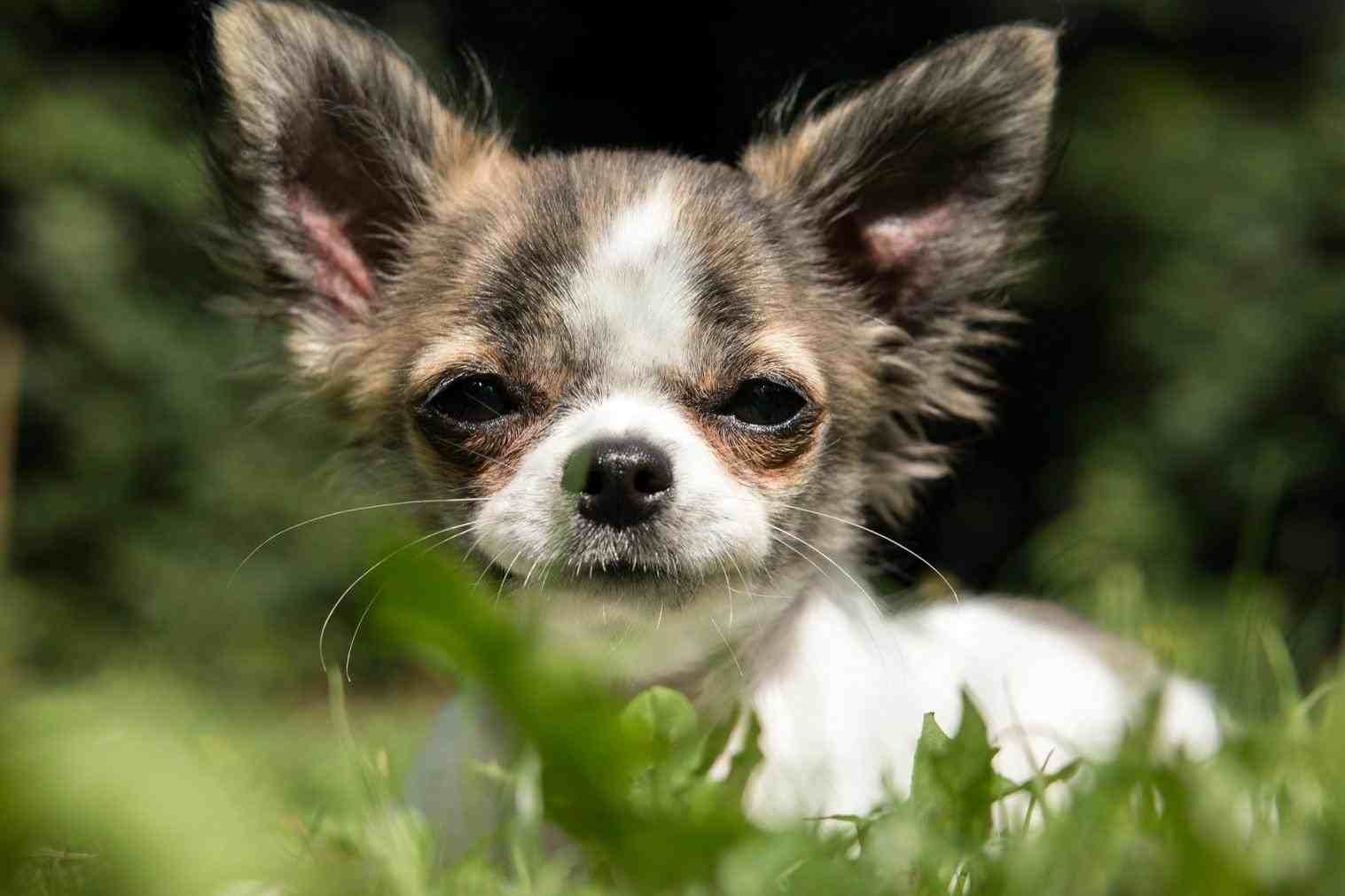 National Puppy Day. Great Of Cute Dogs