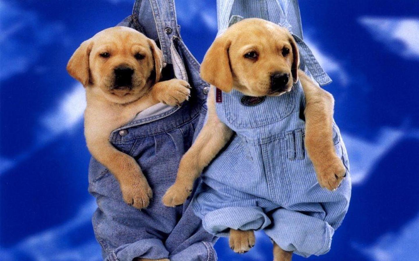 Cute HD National Dog Day Wallpaper for Celebration and Concern