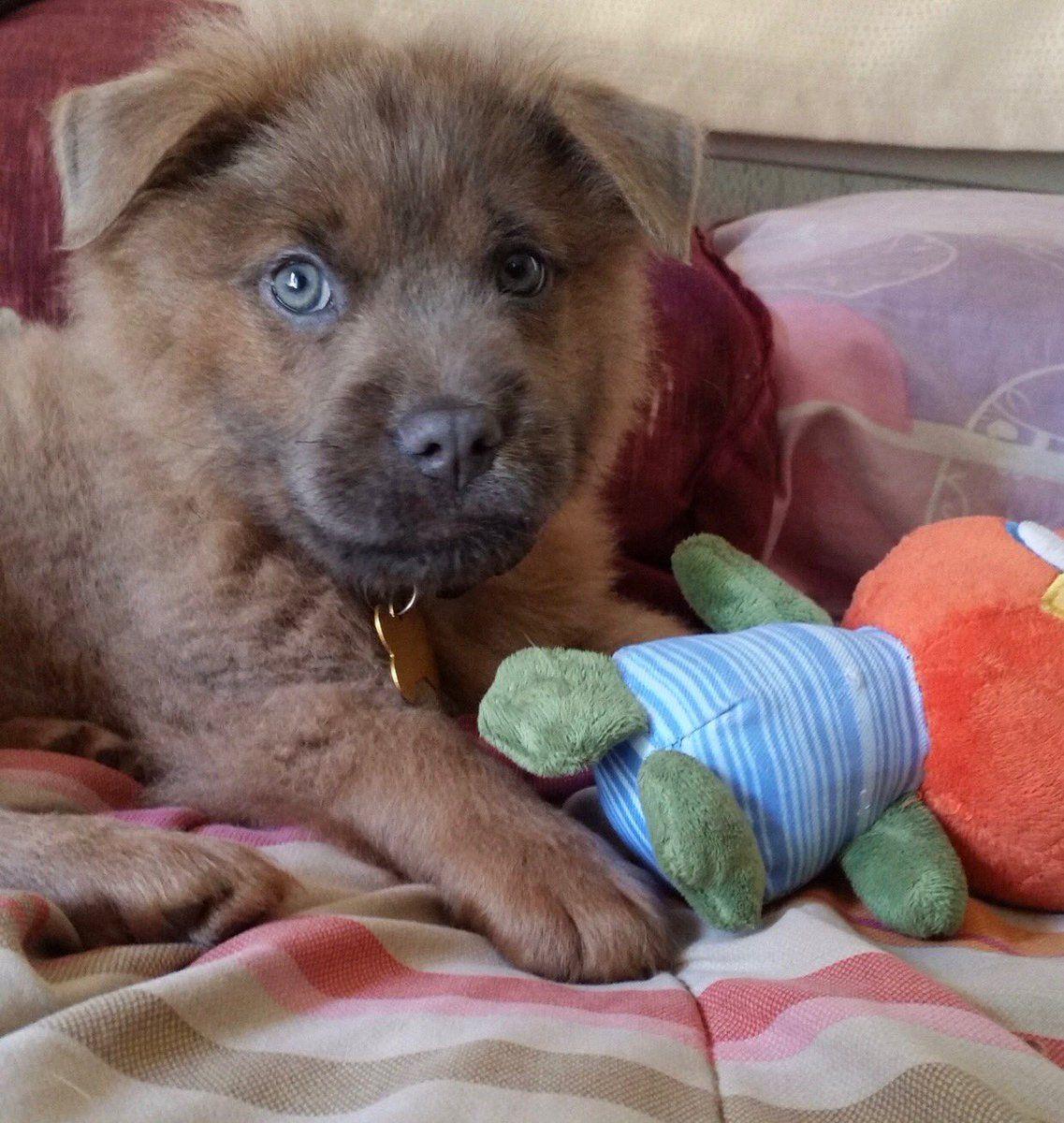 PHOTOS: #PuppiesOn7 in honor of National Puppy Day 2018