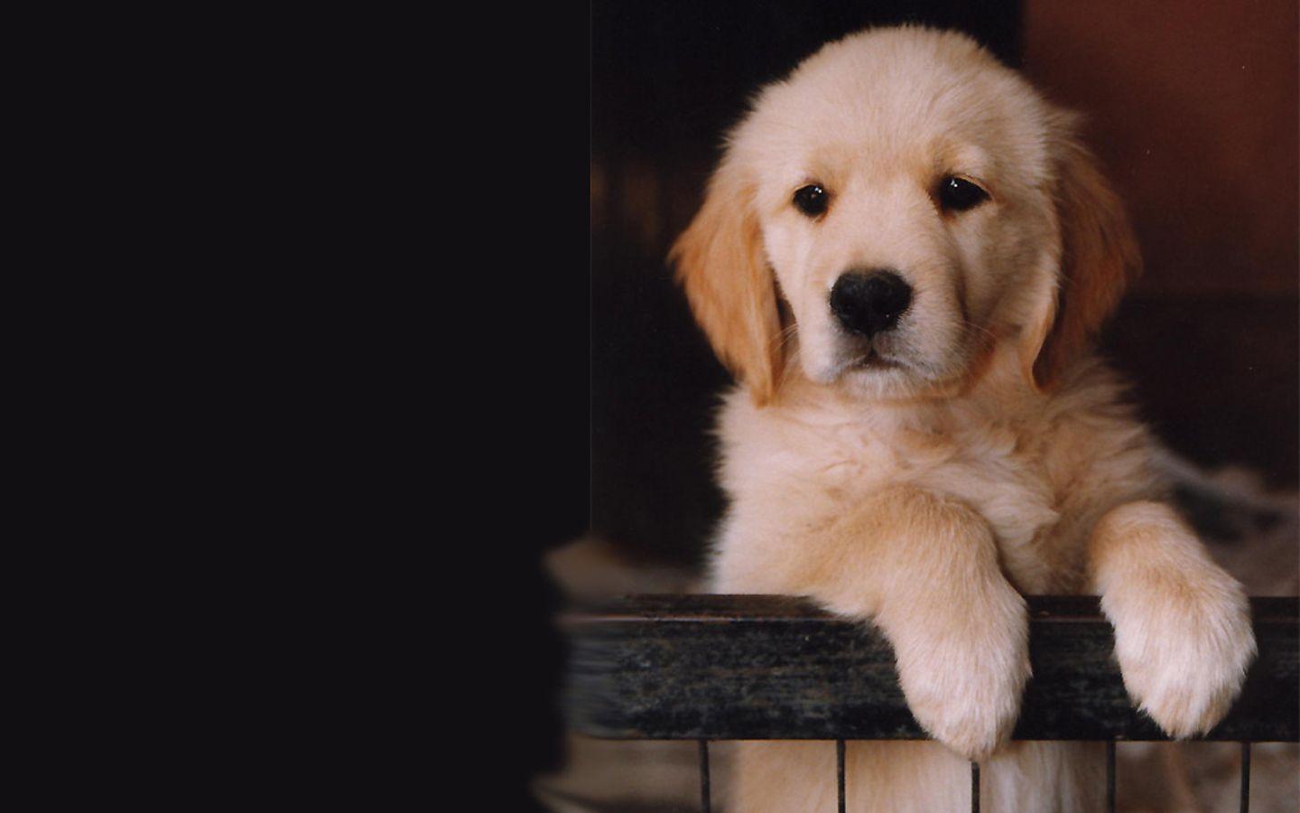 Cute HD National Dog Day Wallpaper for Celebration and Concern