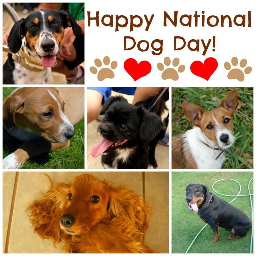 Most Beautiful National Dog Day Greeting Picture And Photo