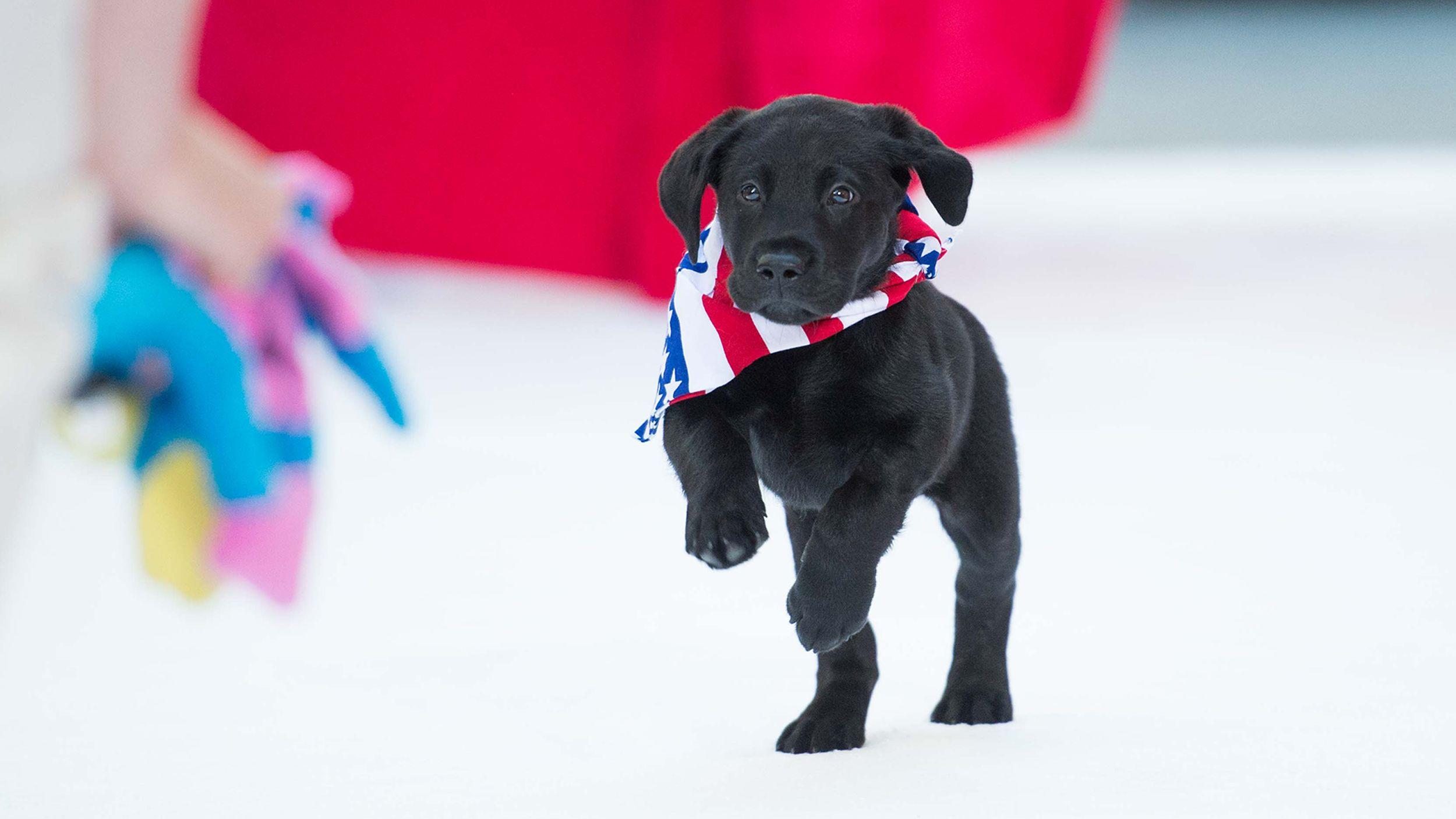 He's here! Meet TODAY's new puppy with a purpose
