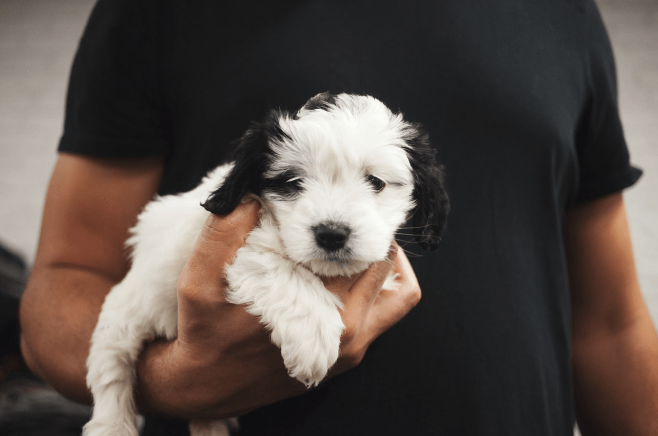 Ways to Celebrate National Puppy Day