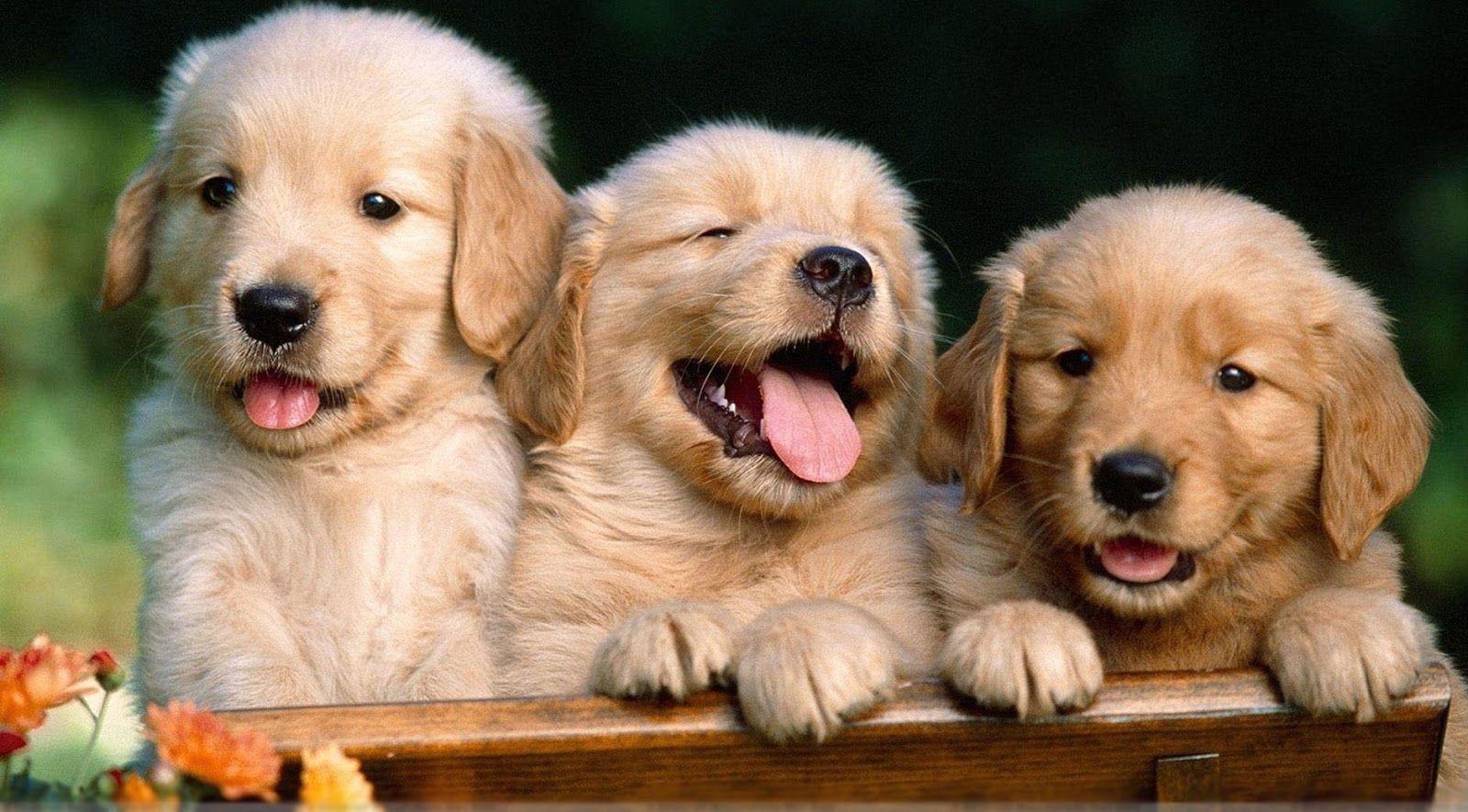 Day Celebration: Friendship Day HD Wallpaers