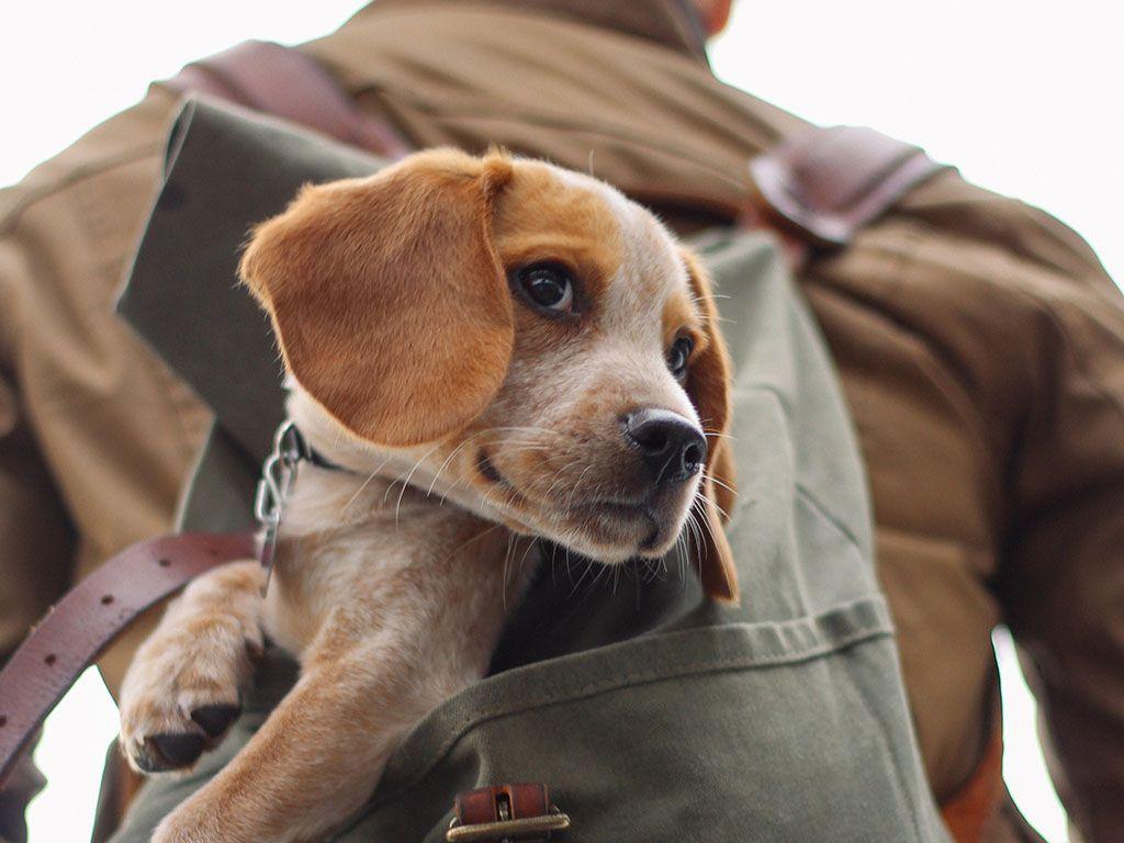 Ways to Celebrate National Puppy Day