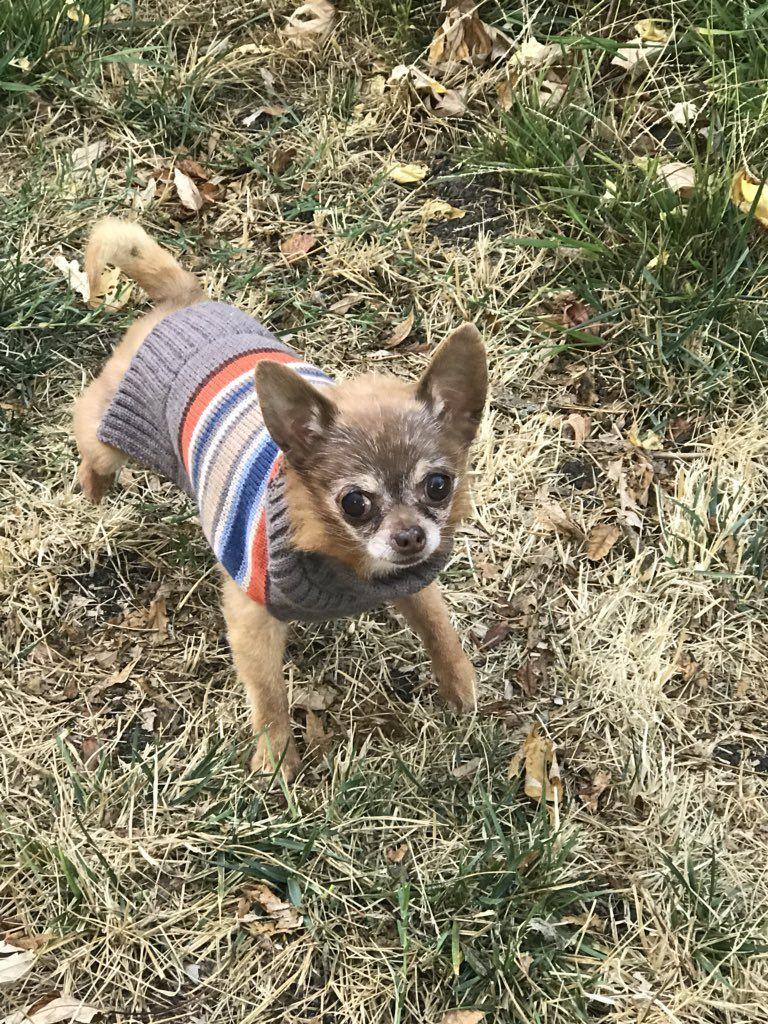 PHOTOS: #PuppiesOn7 in honor of National Puppy Day 2018