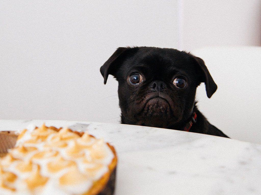 Ways to Celebrate National Puppy Day