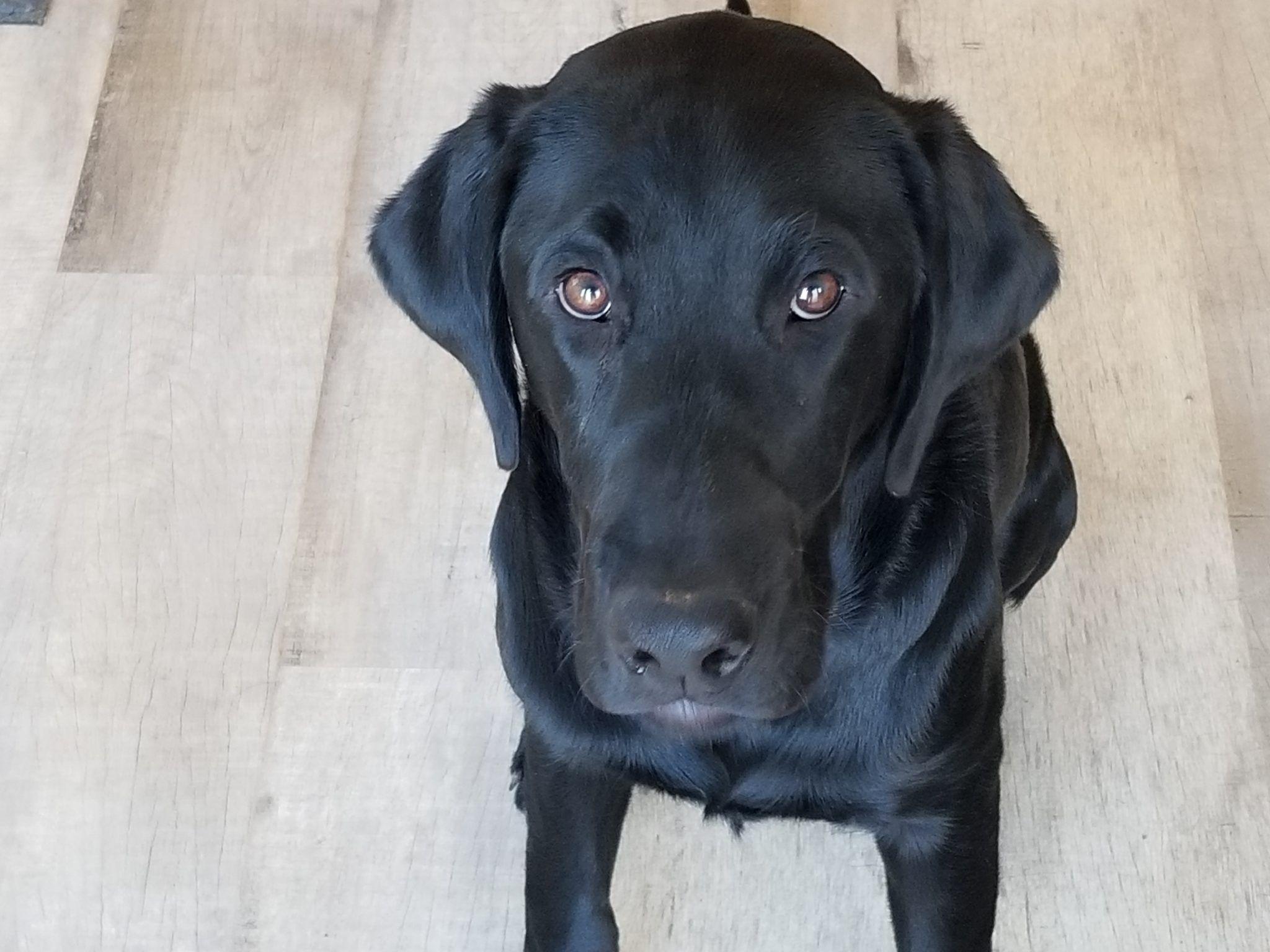 National Puppy Day!
