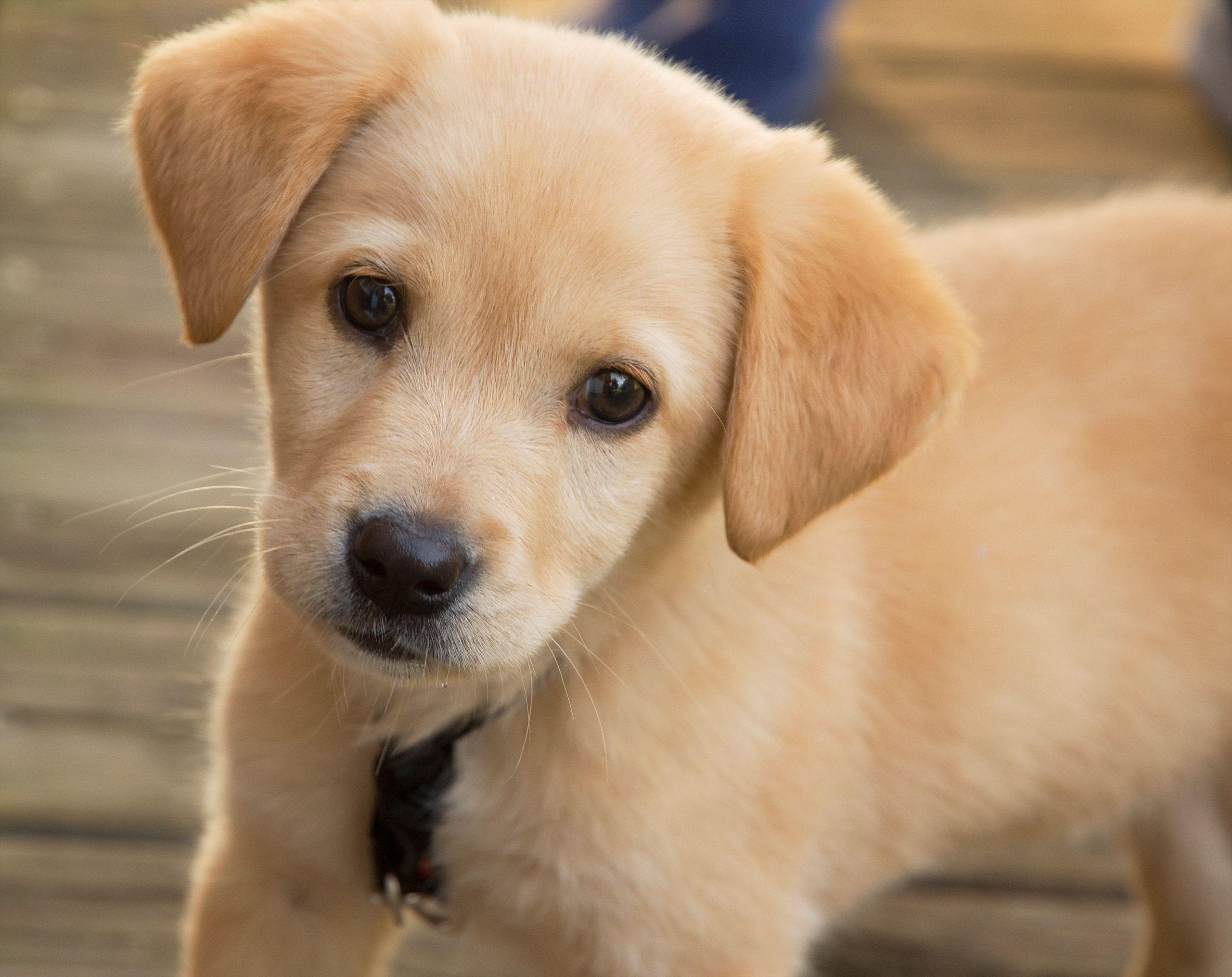Cute Puppy Image