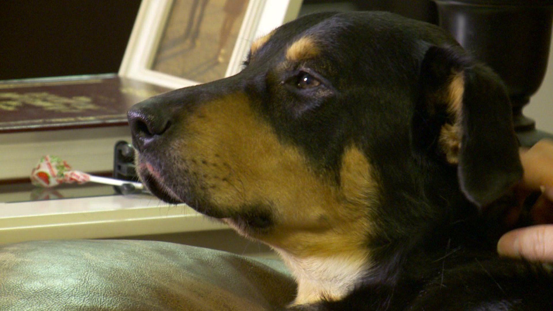 National Puppy Day: 10 cute dog stories that will melt your heart