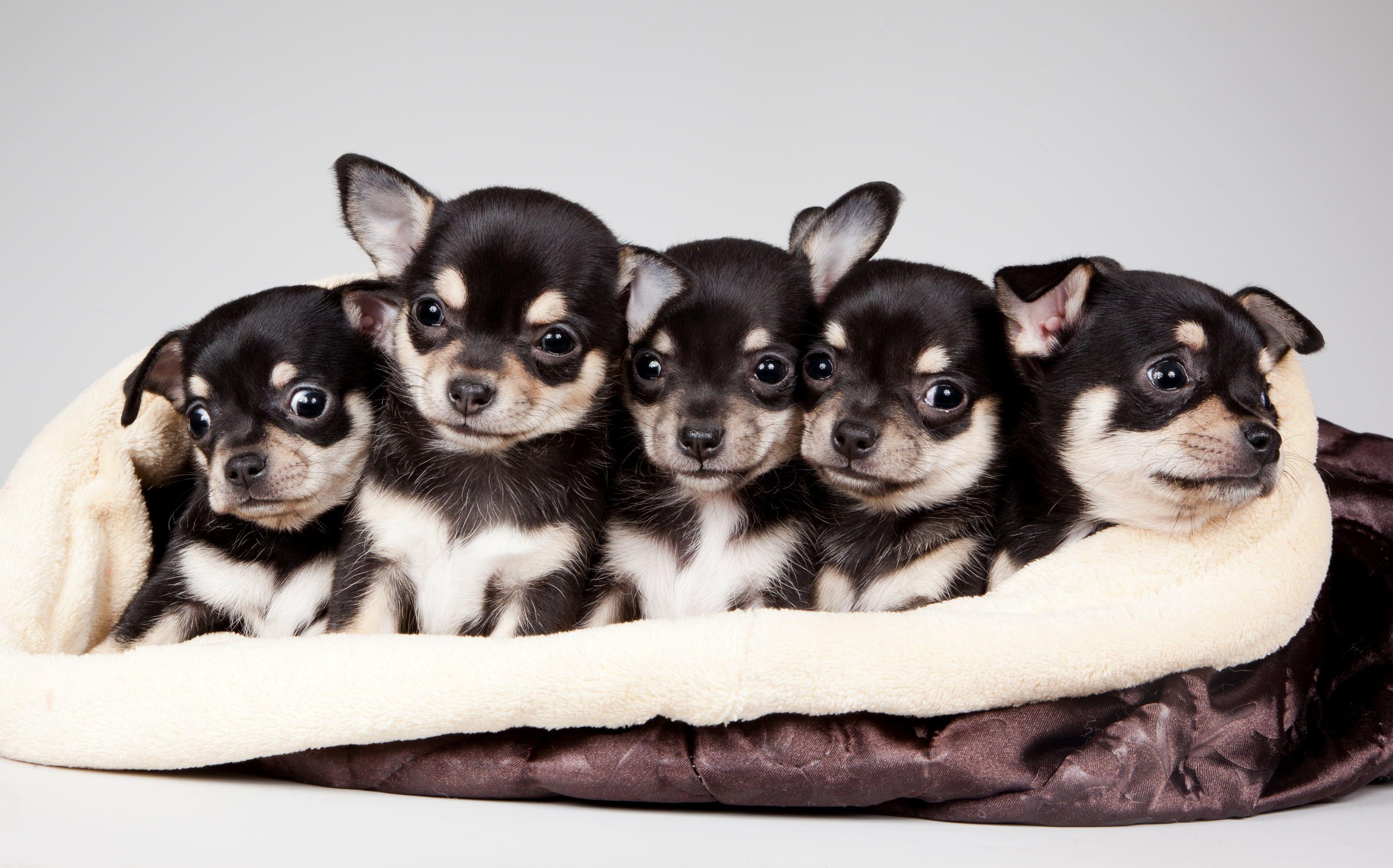 Tan Shiba Inu puppy HD wallpaper