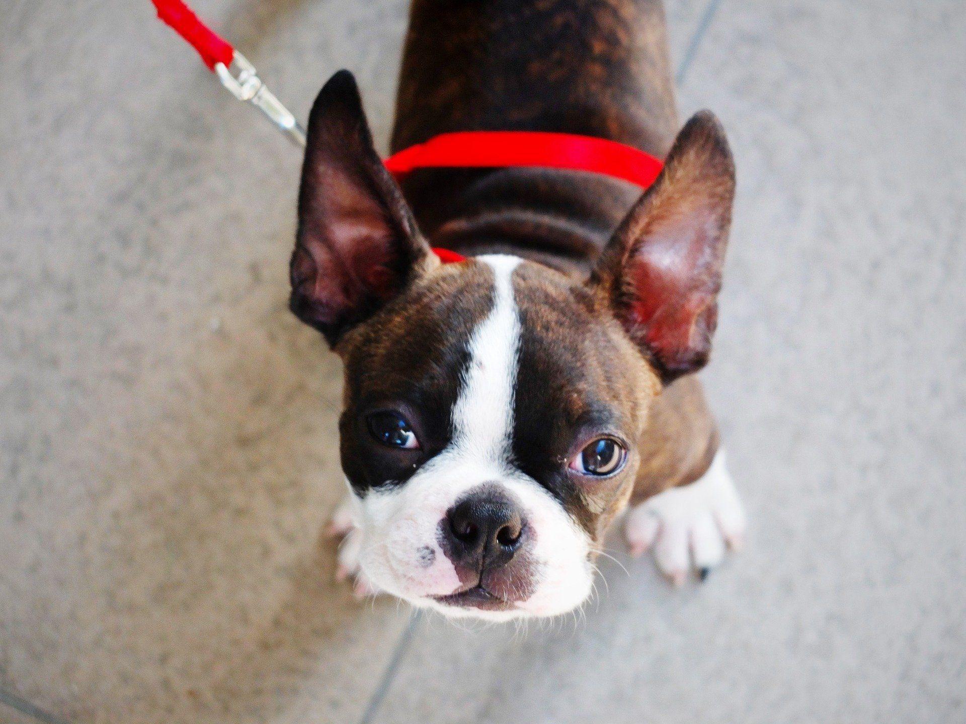 National Puppy Day: 18 puppies that will make you happy