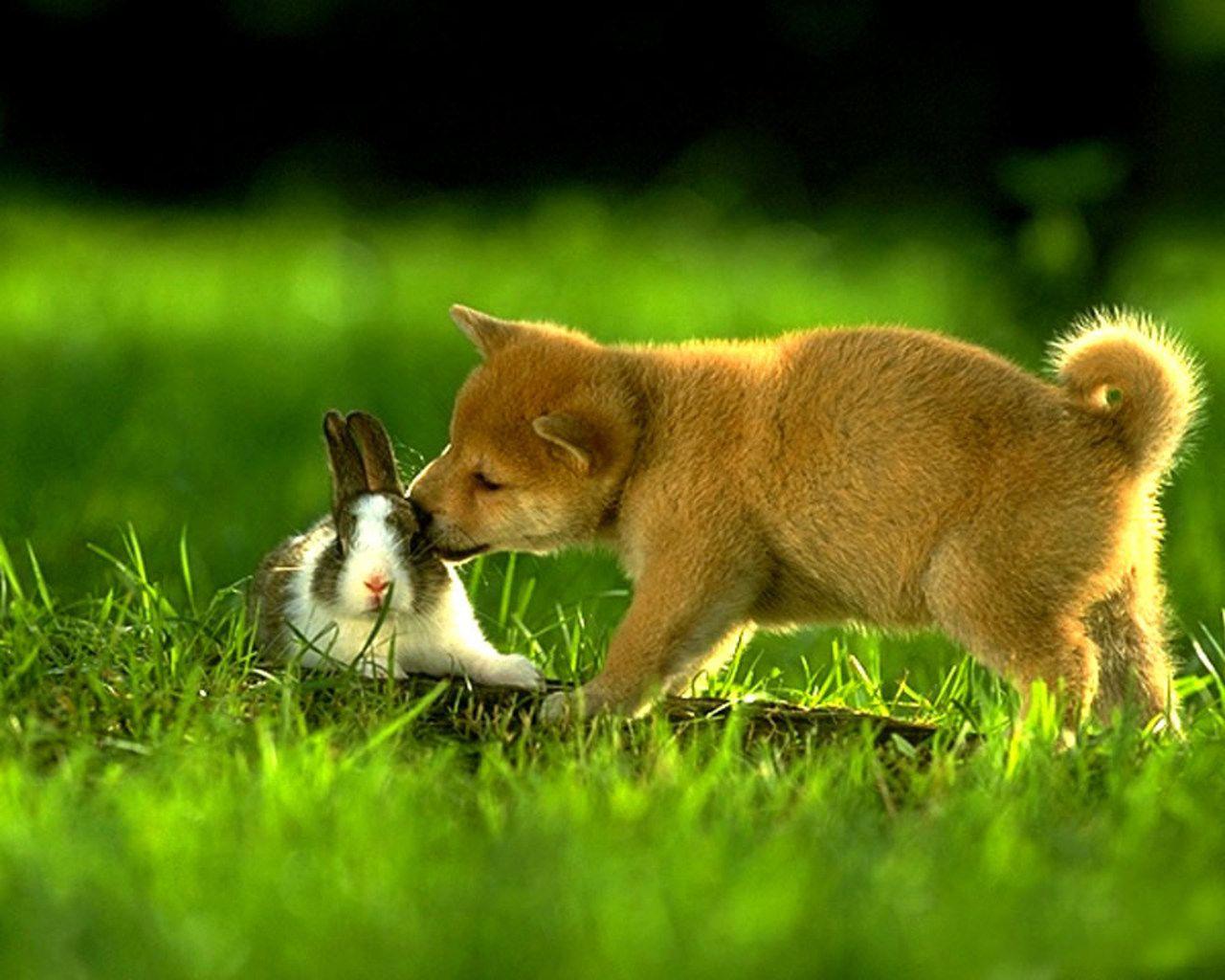 Cute HD National Dog Day Wallpaper for Celebration and Concern