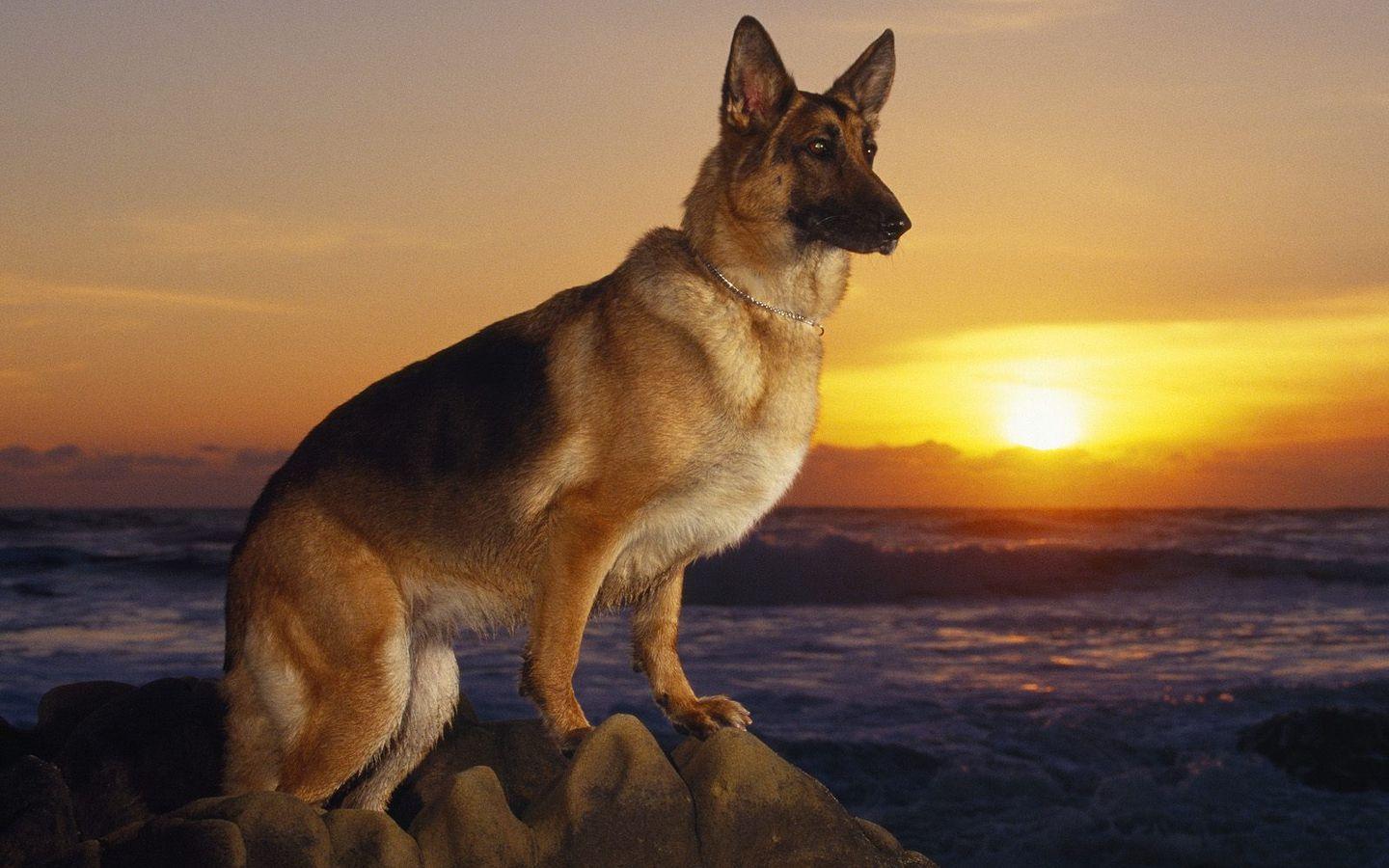 Cute HD National Dog Day Wallpaper for Celebration and Concern