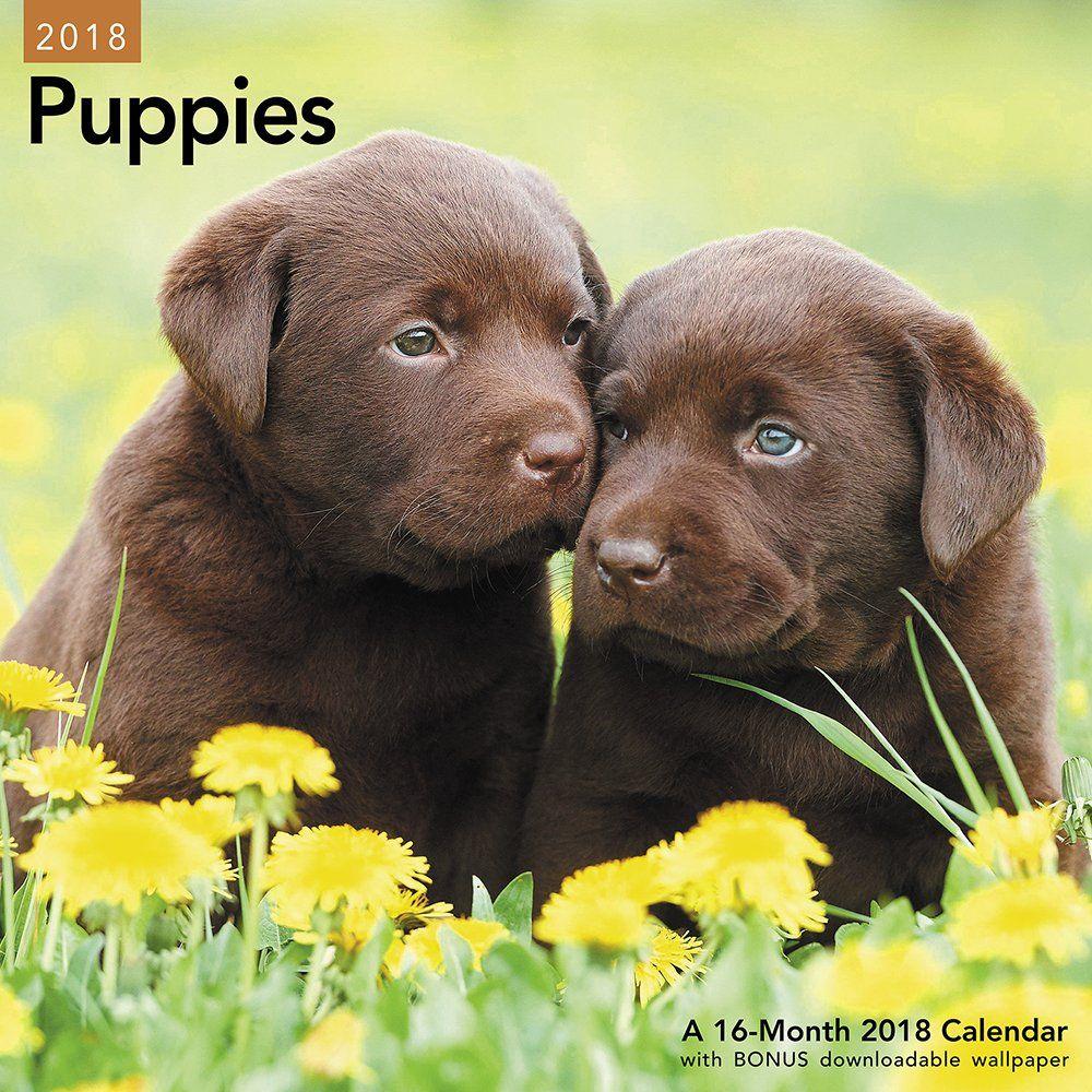 Puppies Wall Calendar (Mead): Mead: 0038576560987: Amazon.com