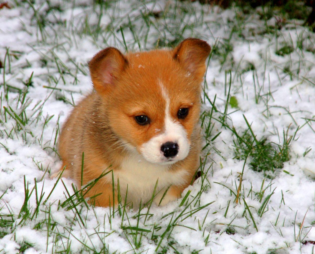 National Puppy Day's Cutest Puppies