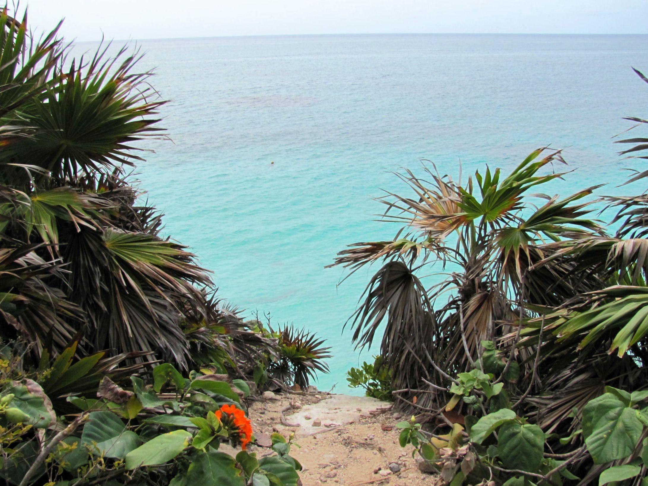 Oceans: Flowers View Tulum Ocean Cliff Beach Palm Tropical Trees