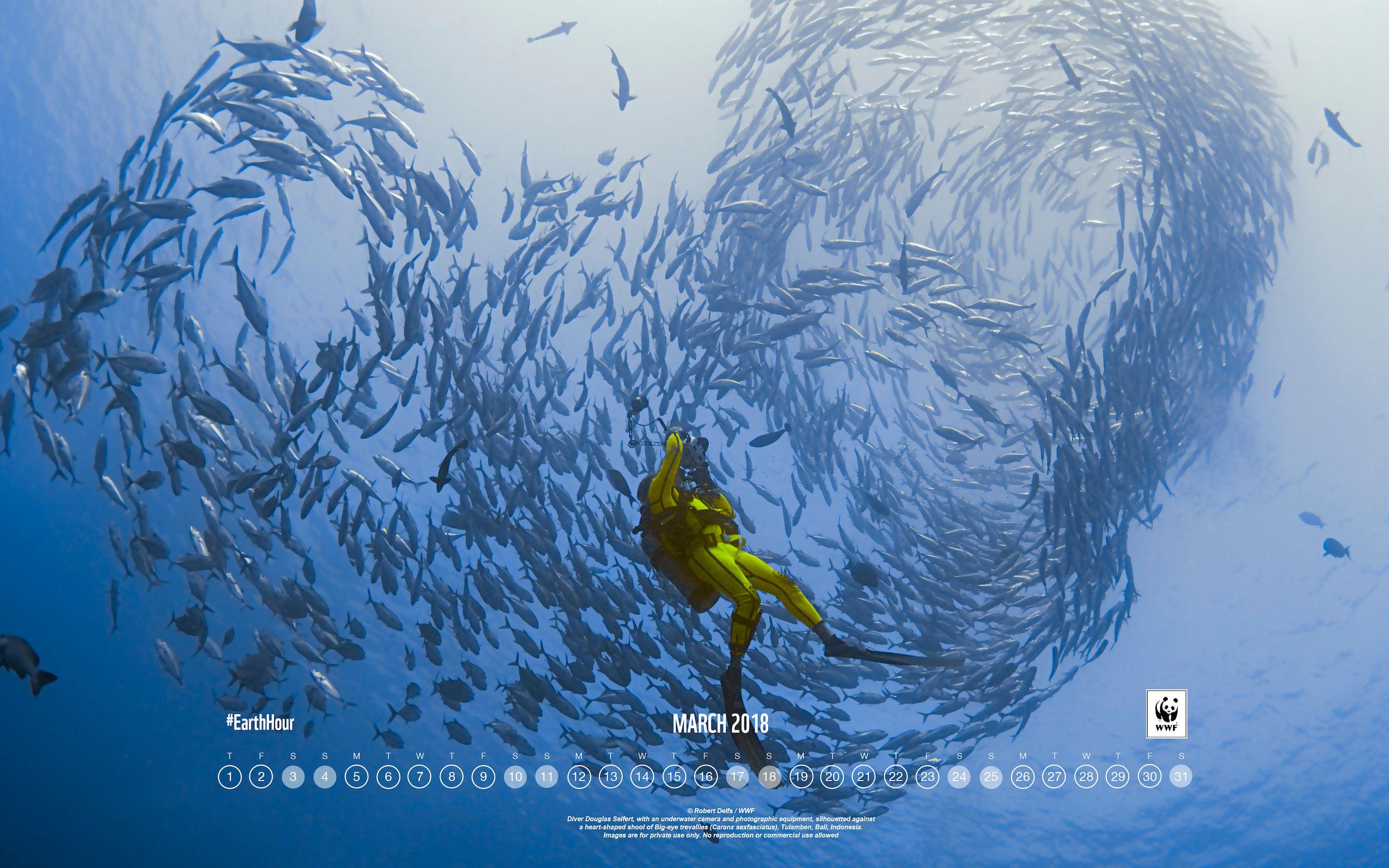 WWF and moving image