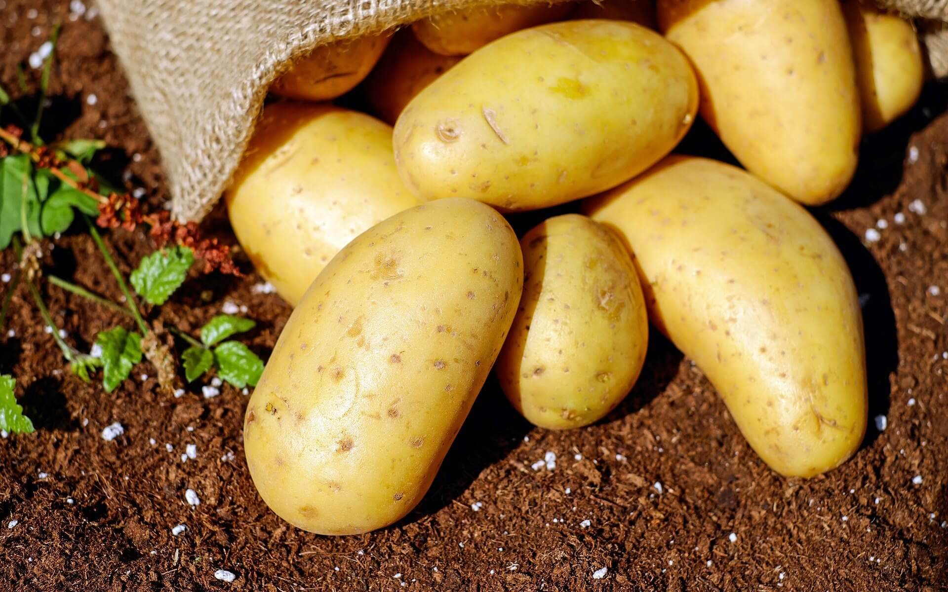 potatoes wallpapers wallpaper cave potatoes wallpapers wallpaper cave